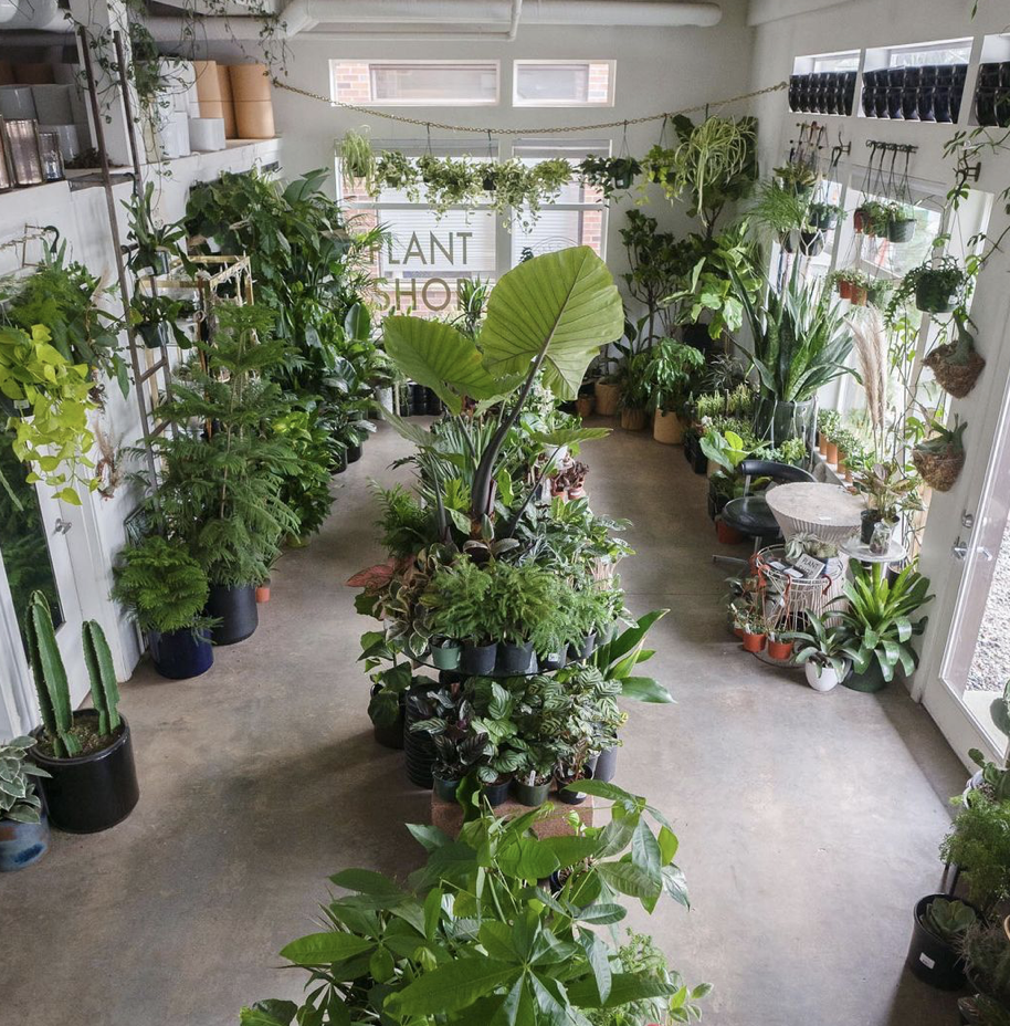 Plant Shop Seattle - Seattle WA