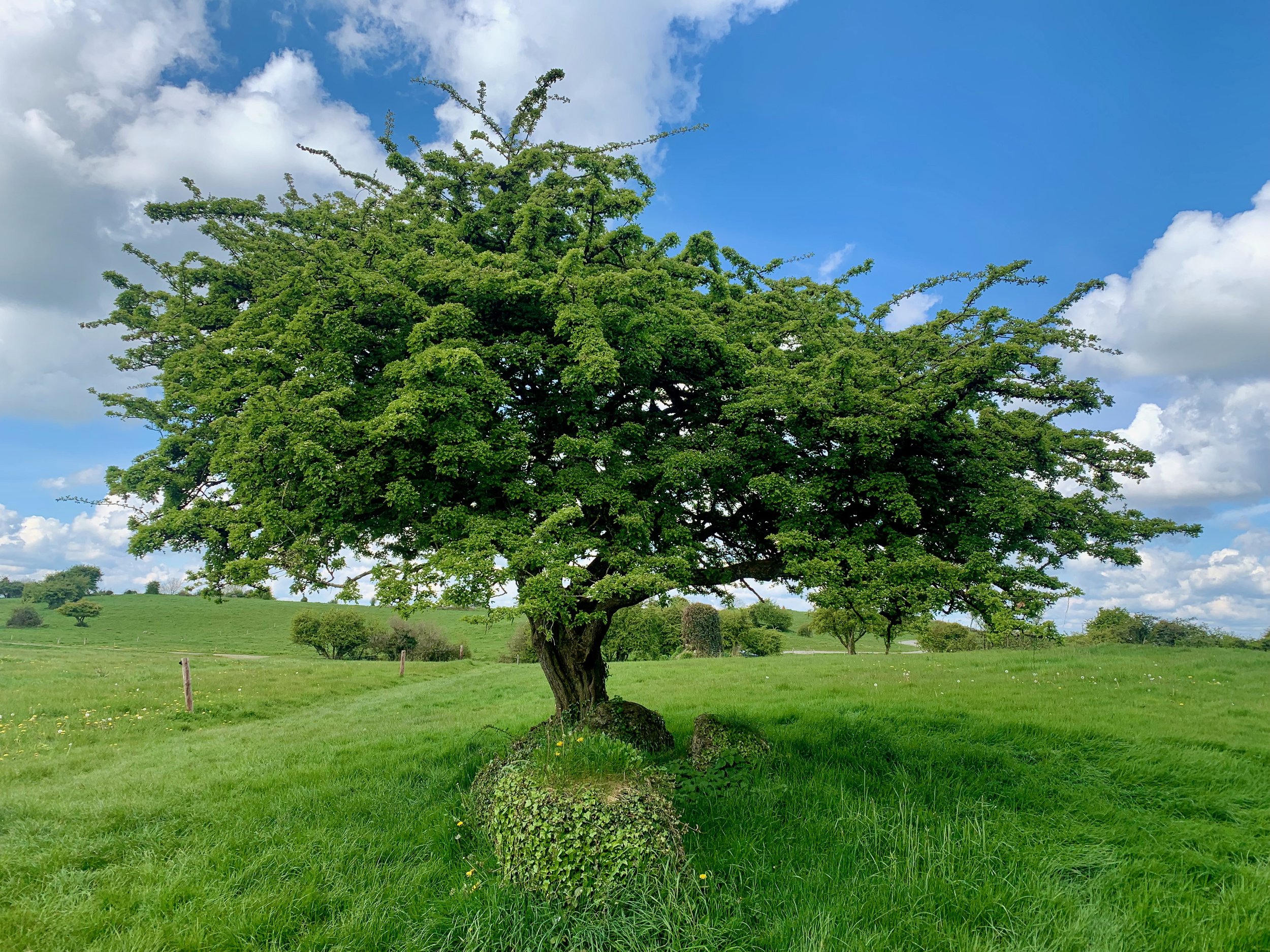 Hawthorne Tree on The Hill of Uisneach