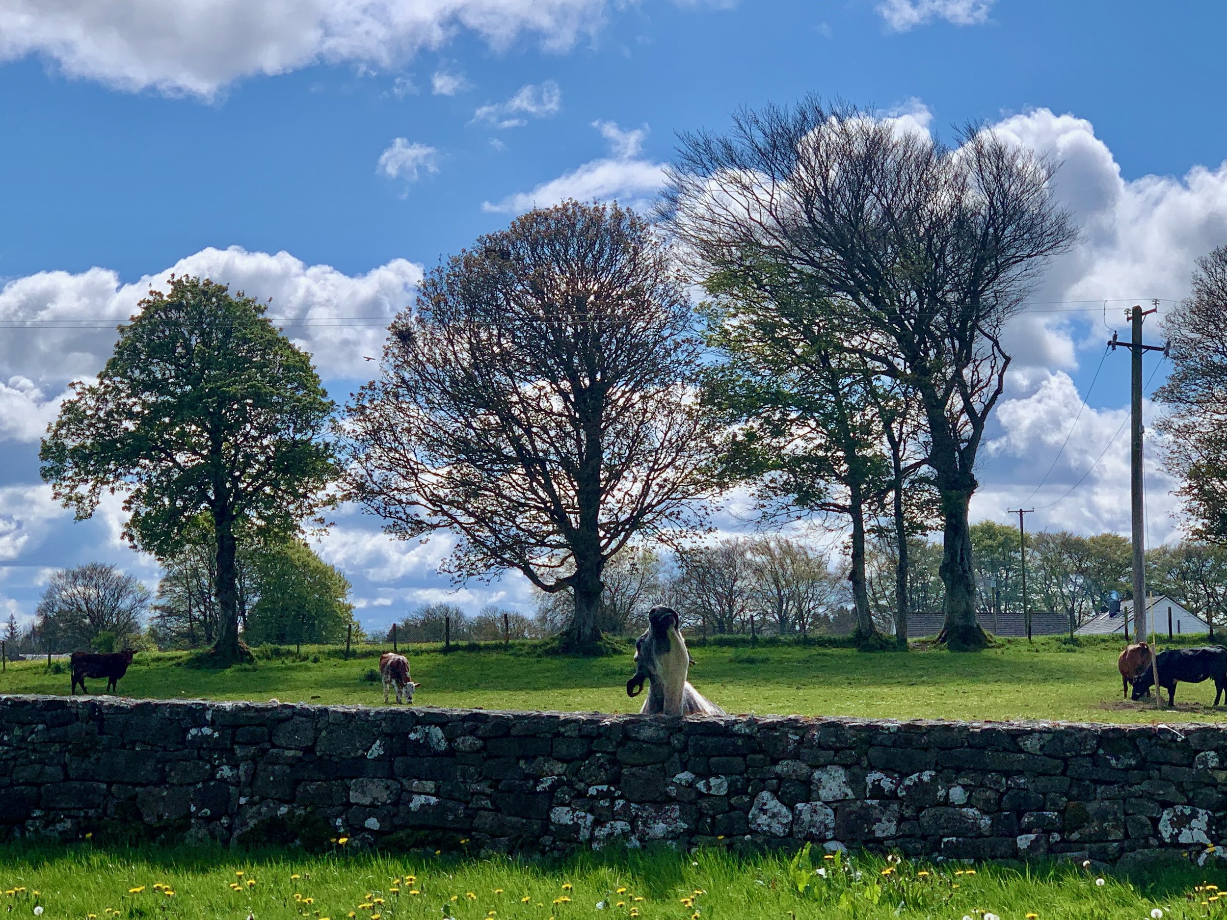 Stone fences make great neck scratchers