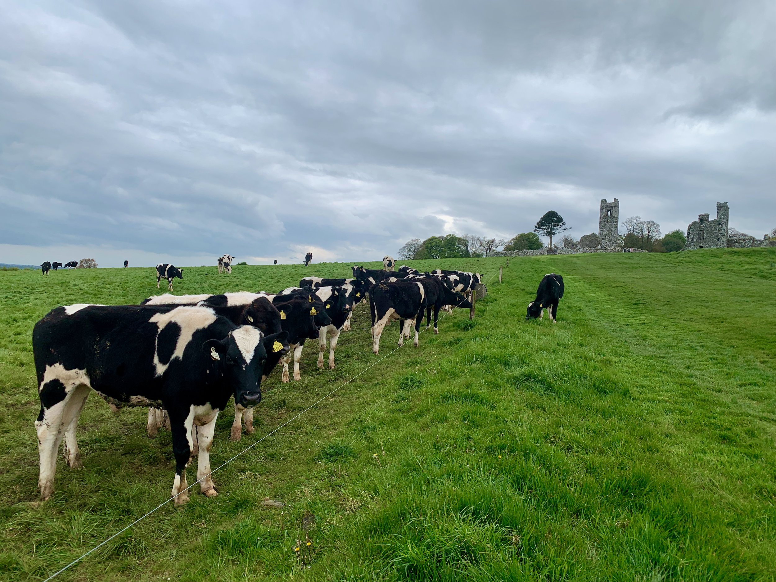 An escaped cow at the Hill of Slane