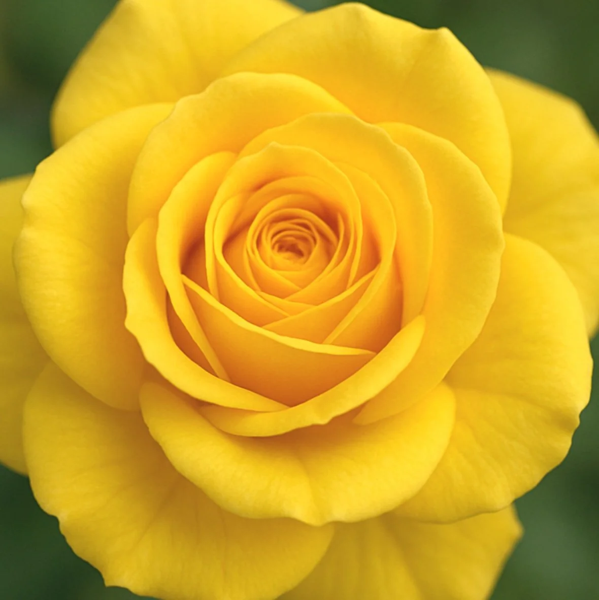 Women's Guided Meditations - Yellow.jpg