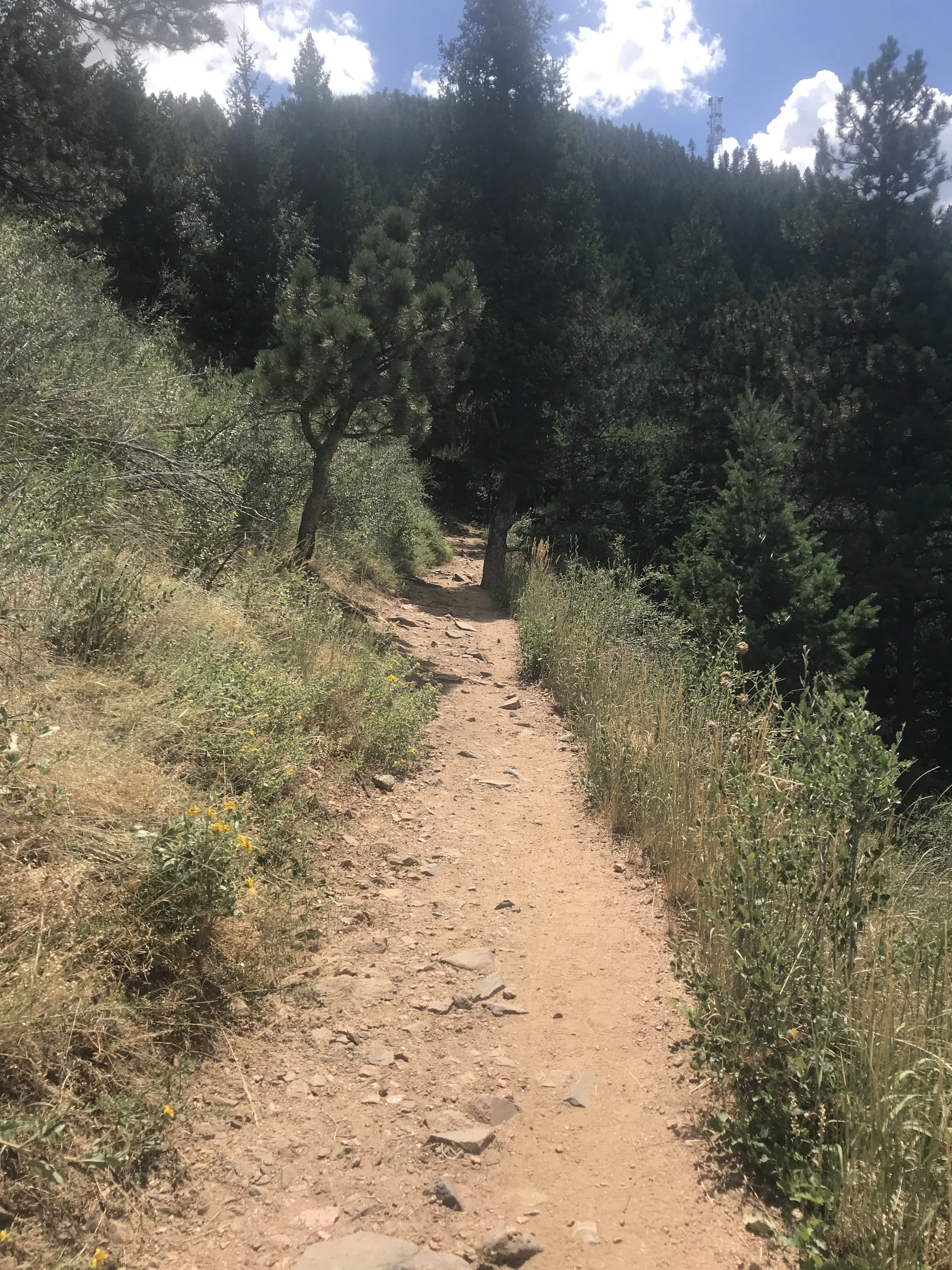 a dirt path leading into the woods