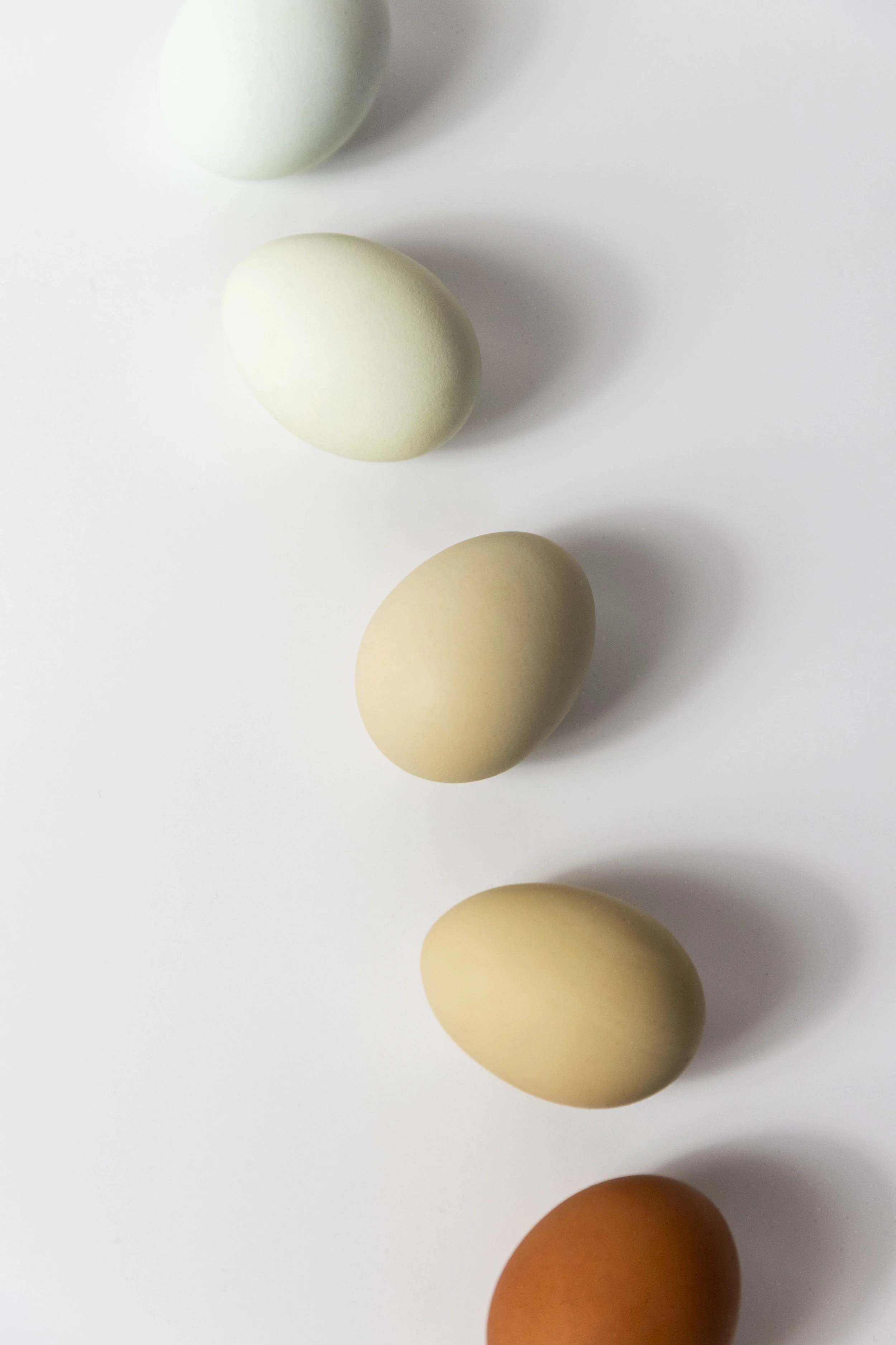 EGG