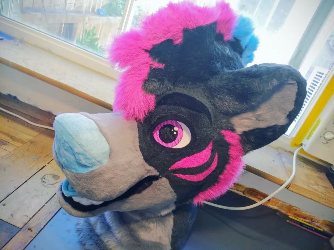 Here's my latest fursuit head, Asriel the Hyena!

These furs from @howlfabric were SO fun to work with 💙

Headbase by @kawanii_the_manokit

#furryfandom #furry #fursuitmaker #fursuitmaking #furryphoto #fursuitmakers #fursuitpartial #fursuit #fursuit