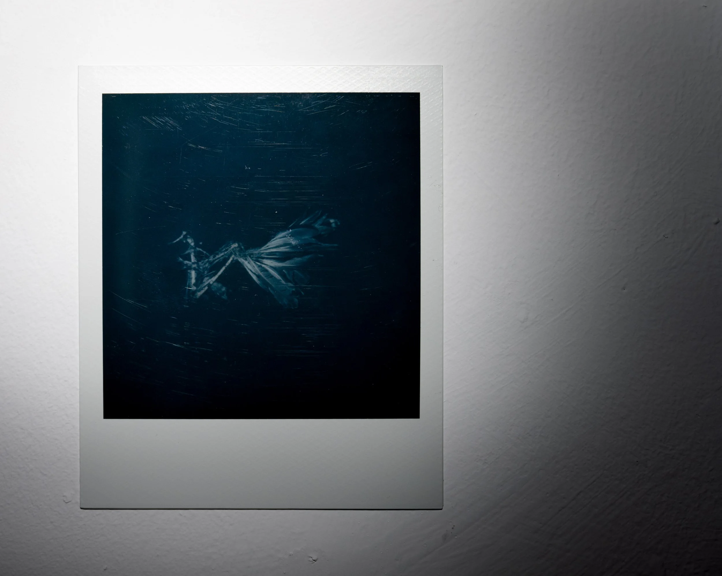 ARRANGEMENT WITH POLAROIDS 220251021 (2).jpg