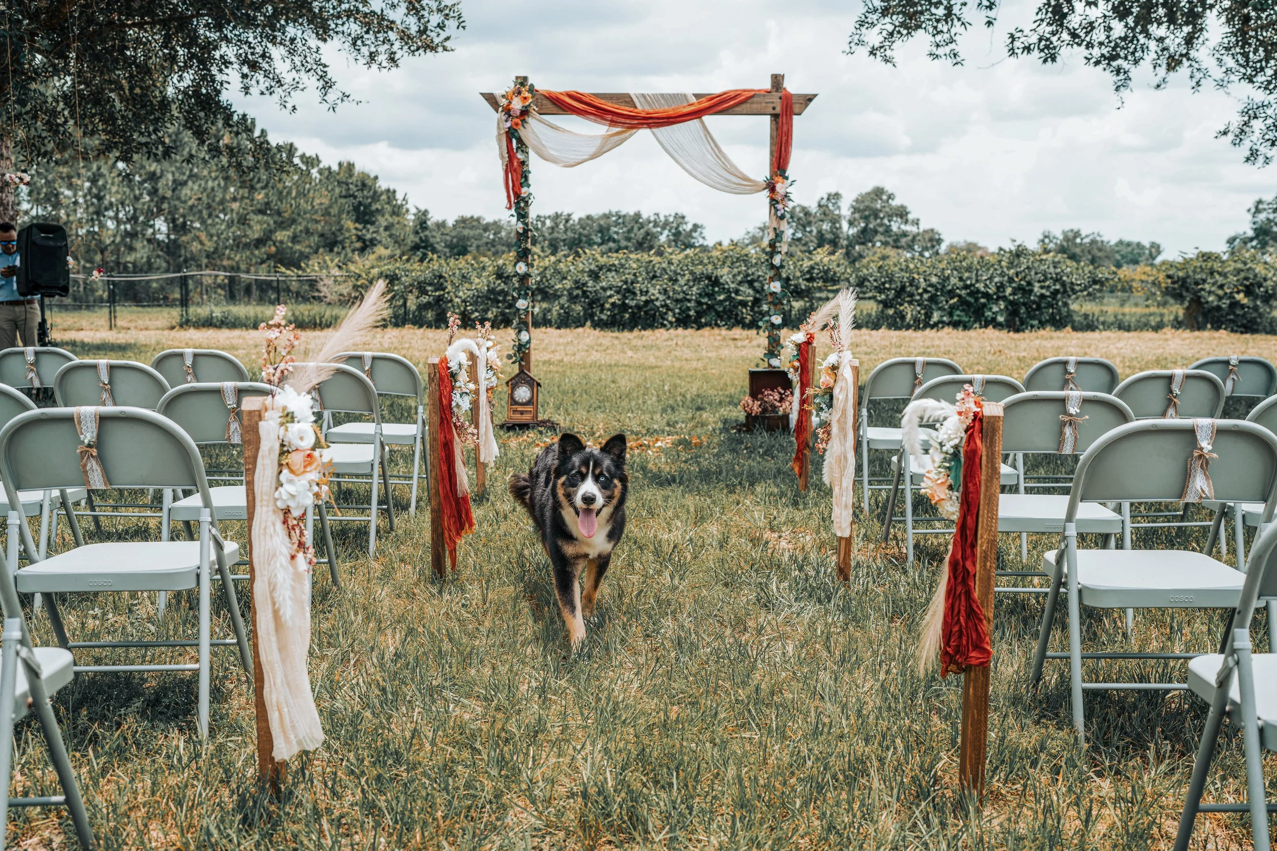 Outdoor wedding ceremony setup with chairs arranged in rows, decorated with flower arrangements and ribbons, a wooden arch draped with fabric and flowers, and a dog walking among the chairs on a grassy field.