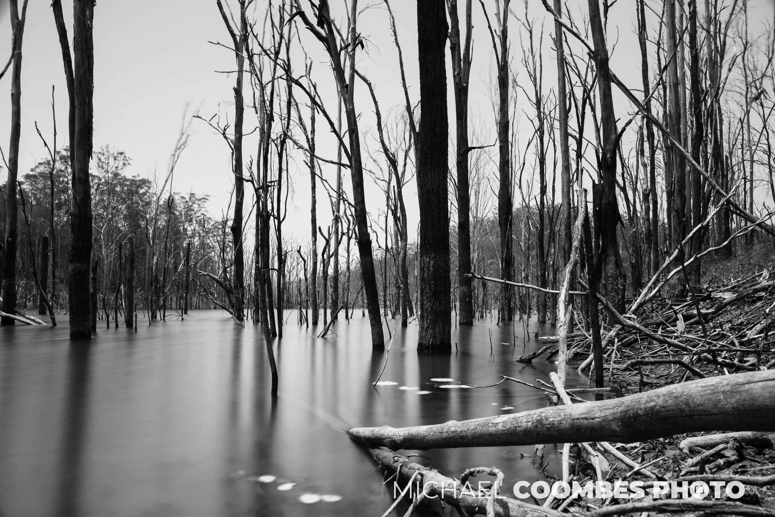 ghost trees_mcp2.jpg