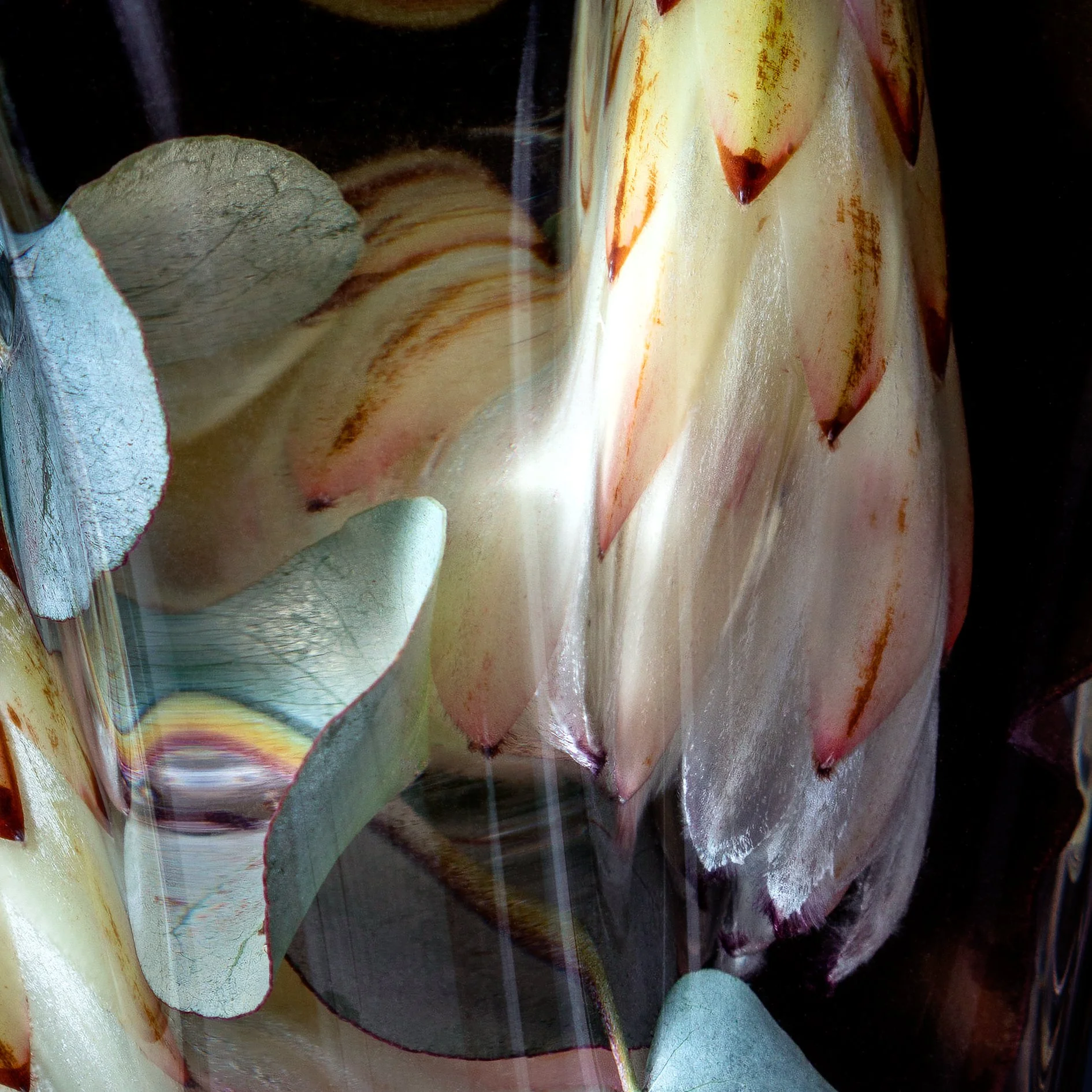 Flora Lento_03_Square.jpg