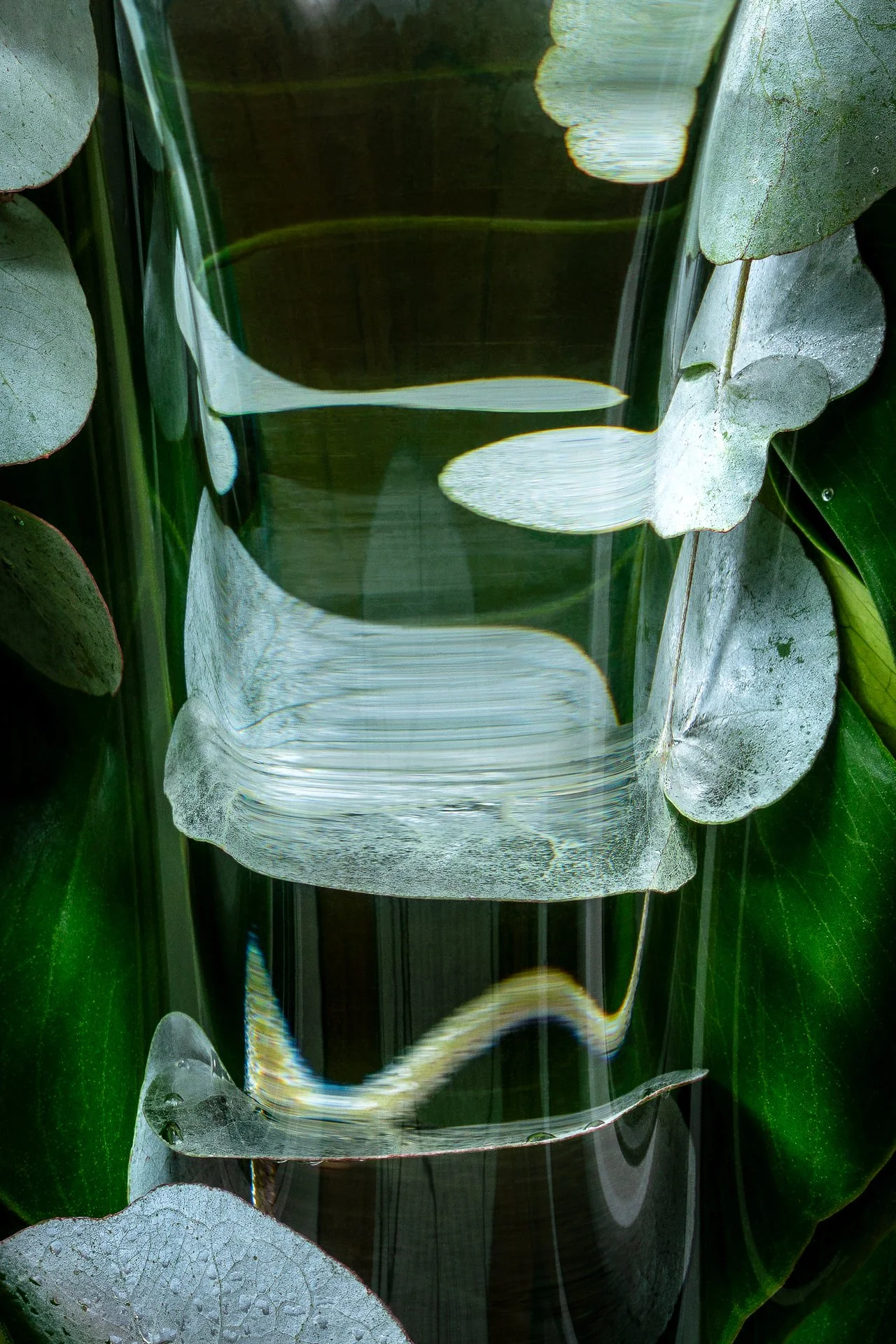 Close-up of Blue Gum with green leaves and a reflective water surface.