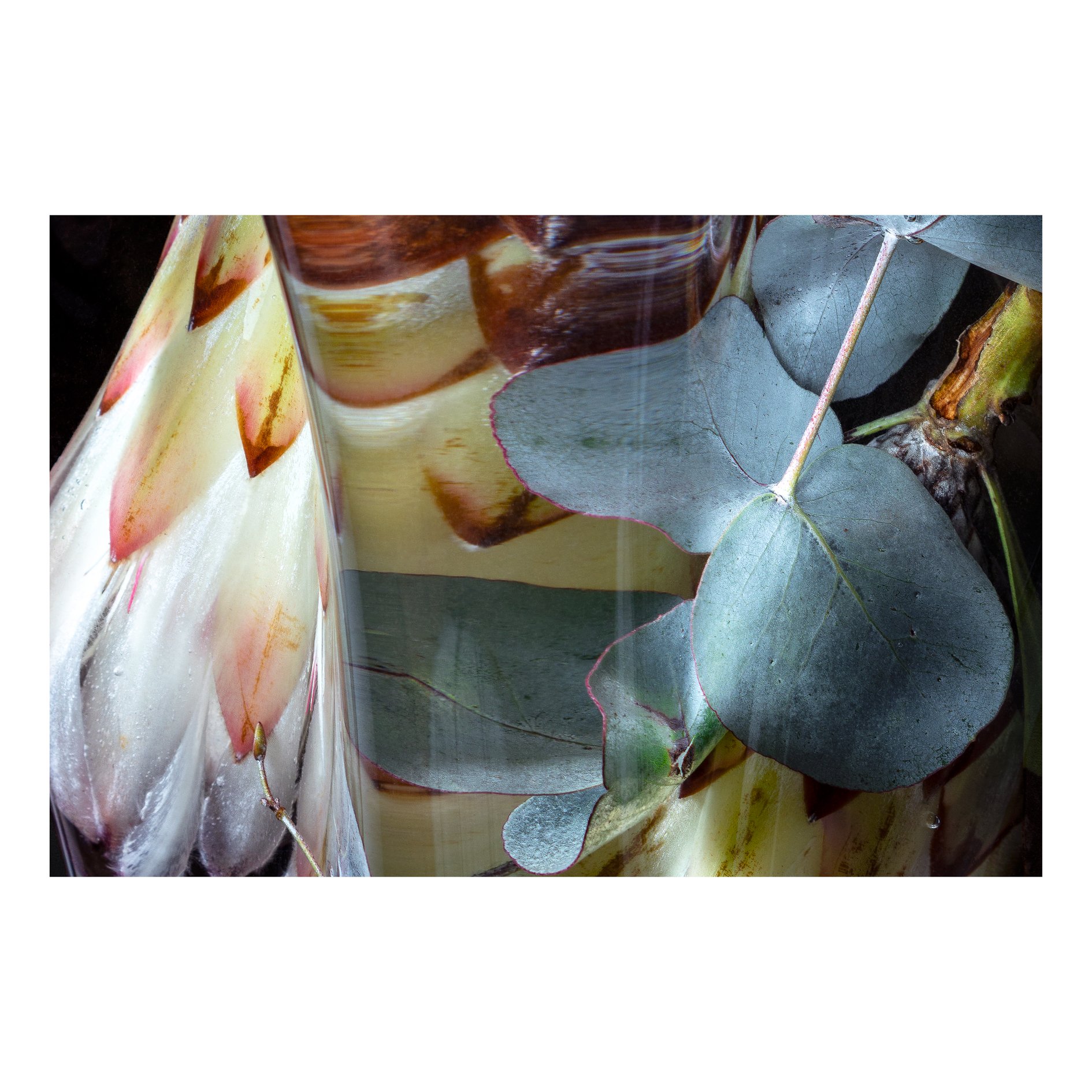 Flora Lento 01