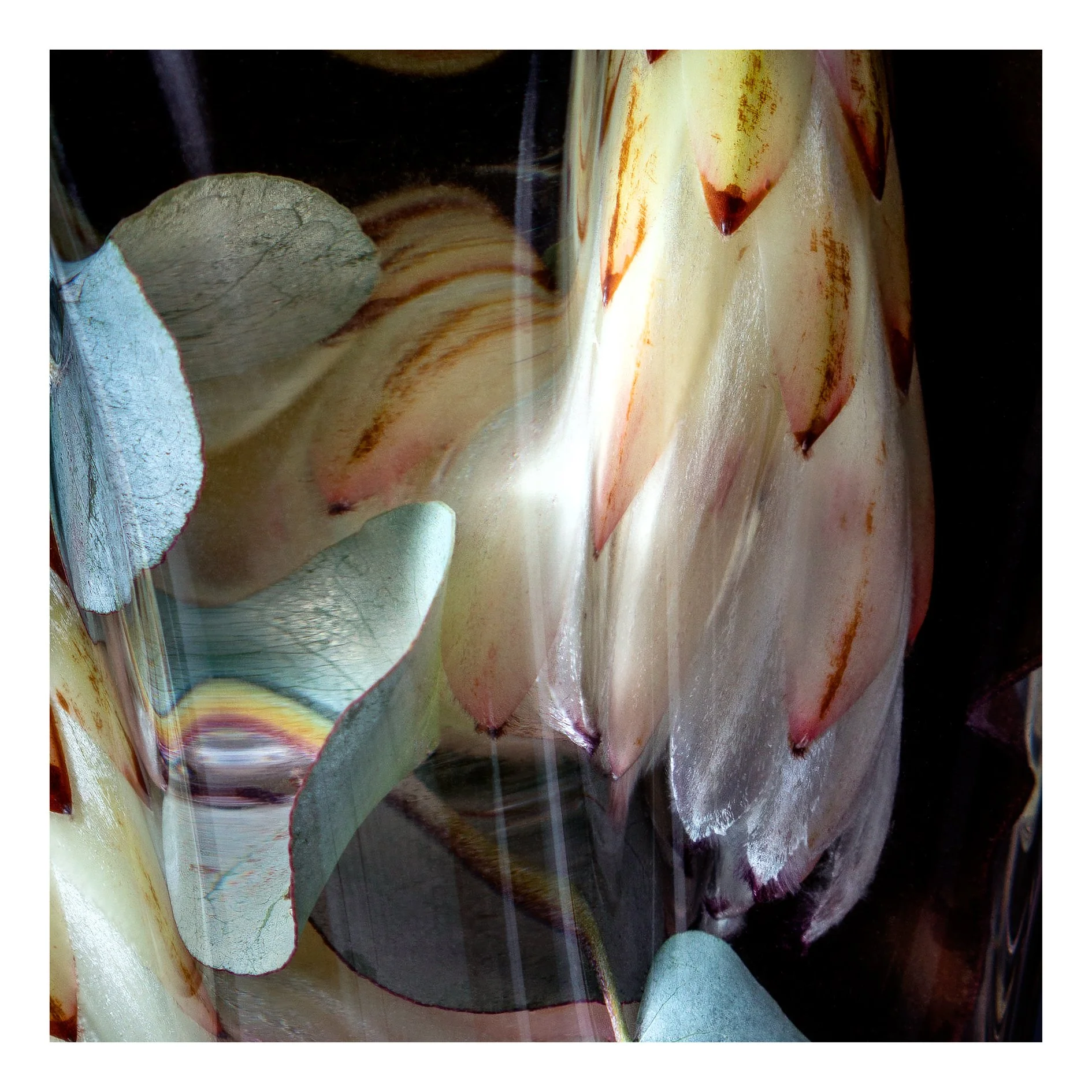 Flora Lento 03
