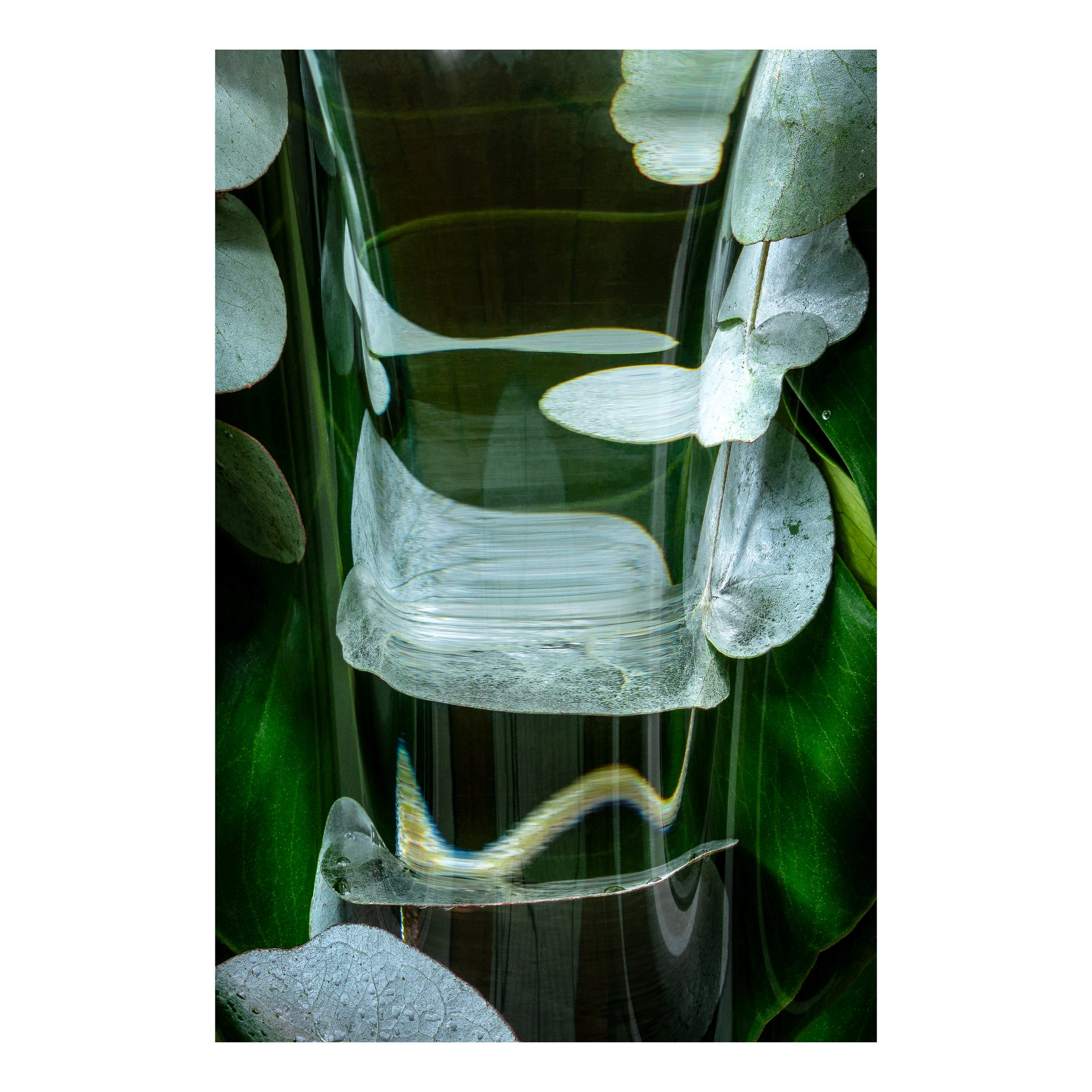 Verdant Fugue 01