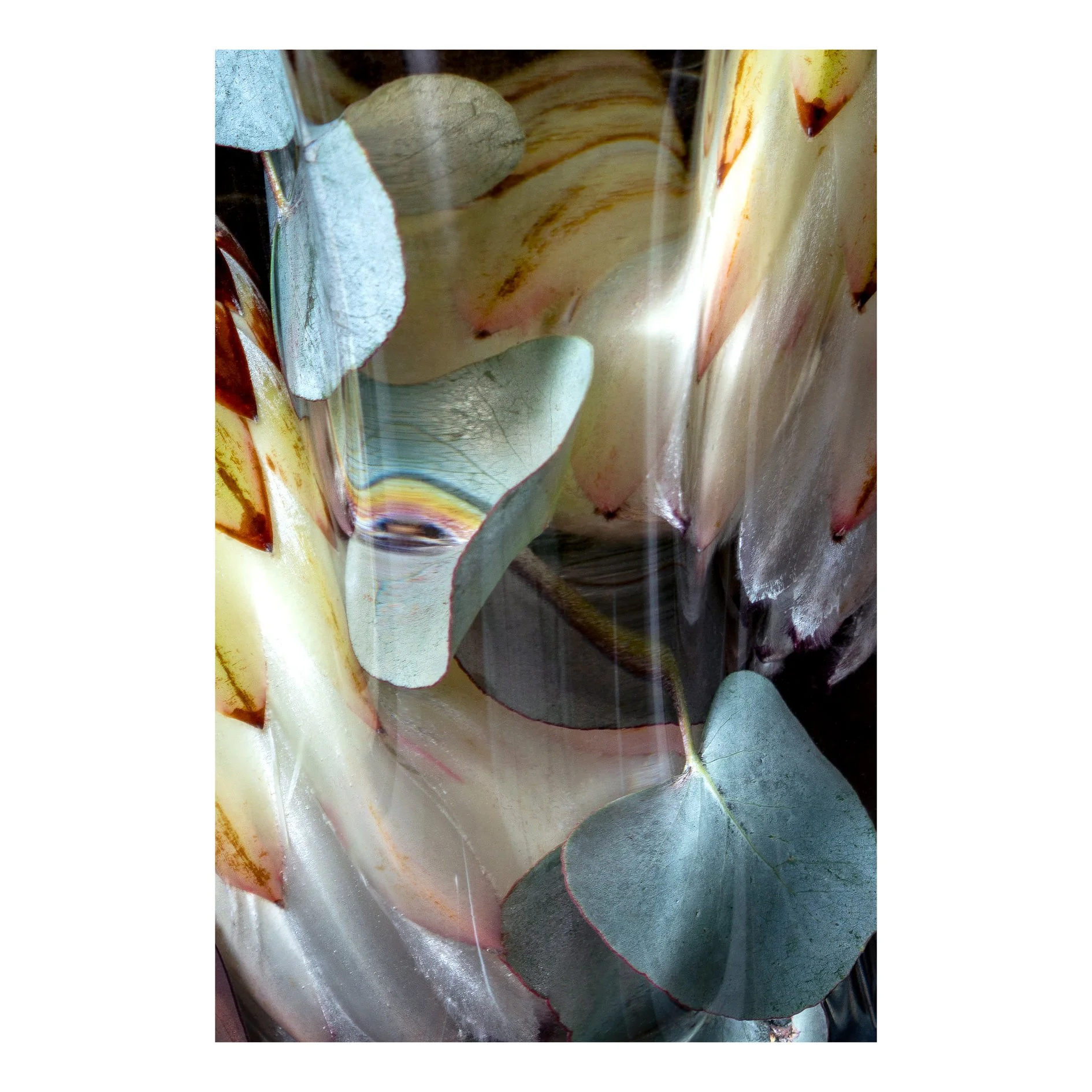 Flora Lento 04