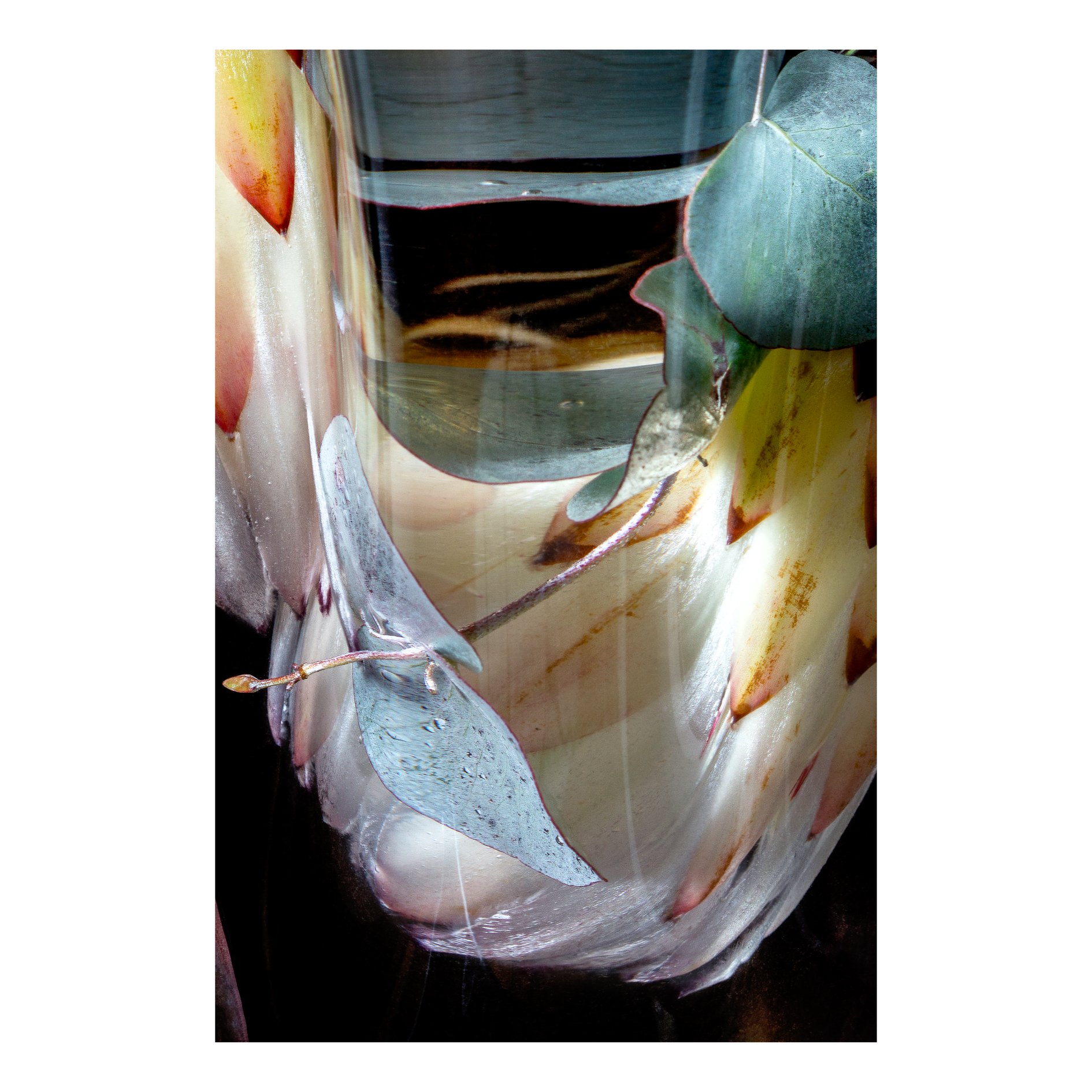 Flora Lento 02