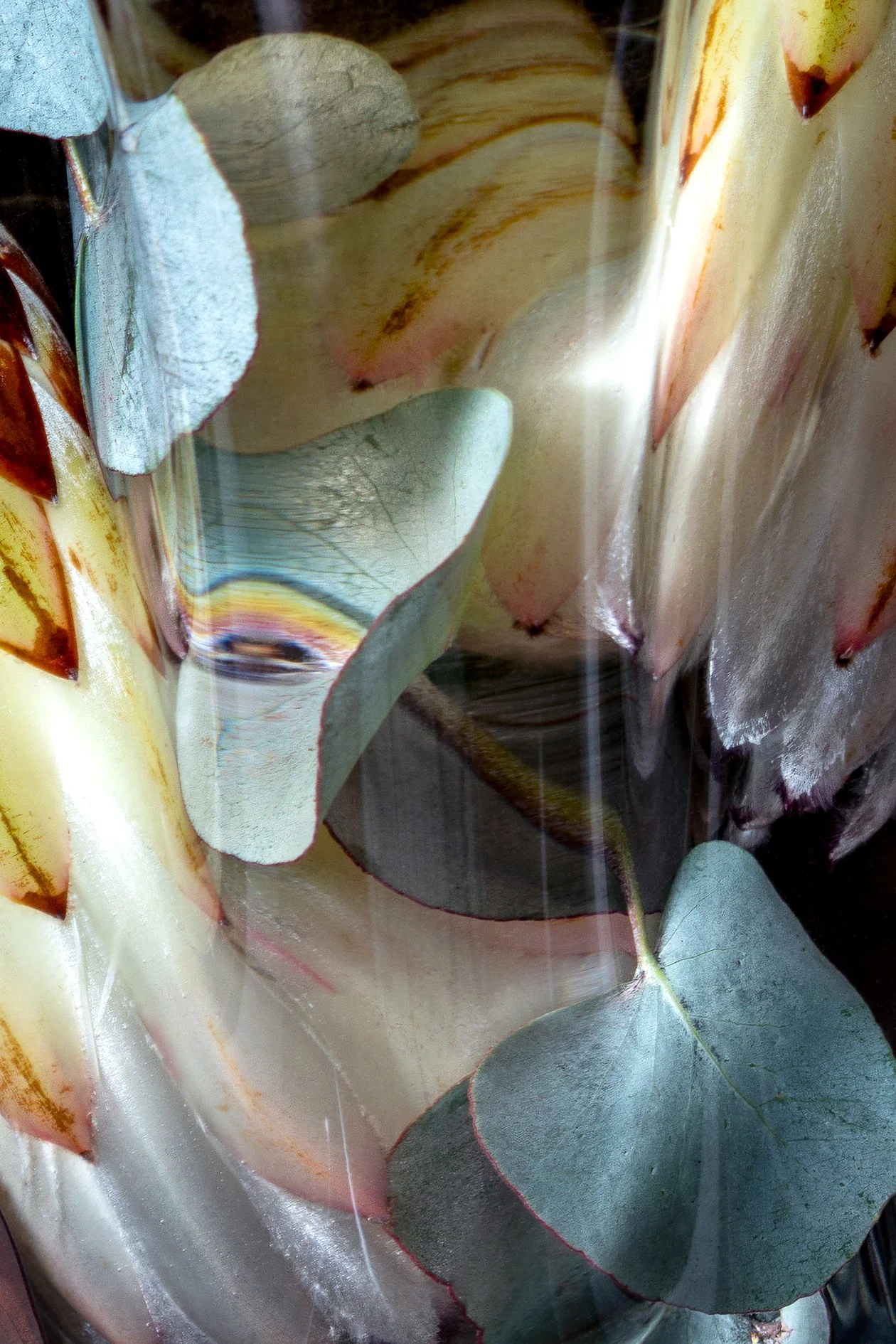 Flora Lento_04.jpg