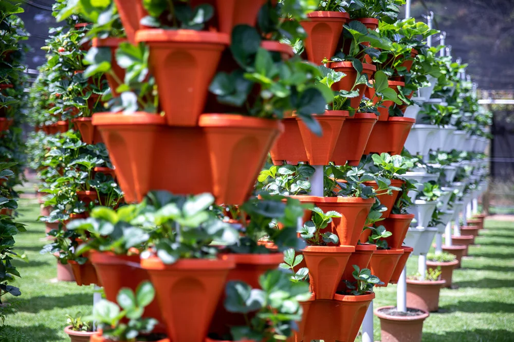 Phillip Island Strawberries