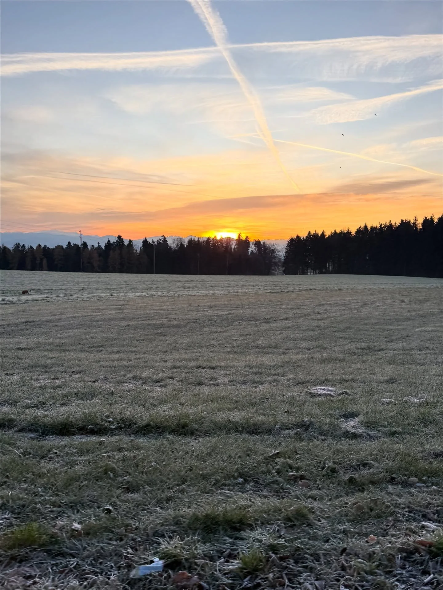 Guten Abend liebe Community 🥰

Heute fr&uuml;h sah es so frostig aus wie auf dem 1. Bild. Morgen Donnerstag soll vielleicht alles unter einer weissen Schneeschicht liegen. Mal schauen, wie&rsquo;s aussieht, wenn ich mich um 3:00 Uhr auf den Weg mach