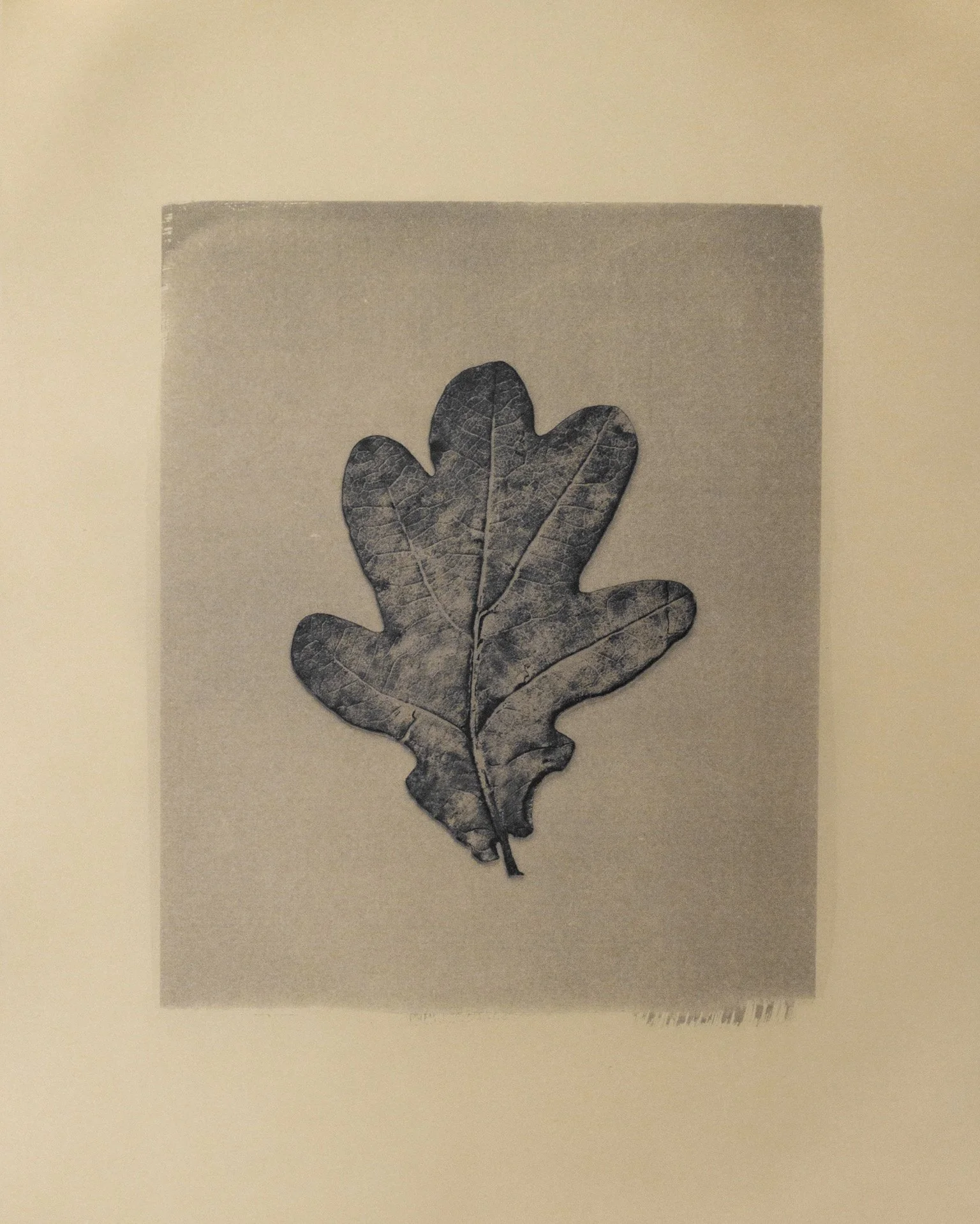 OakLyndseyDavidson-1-01 (1).jpeg