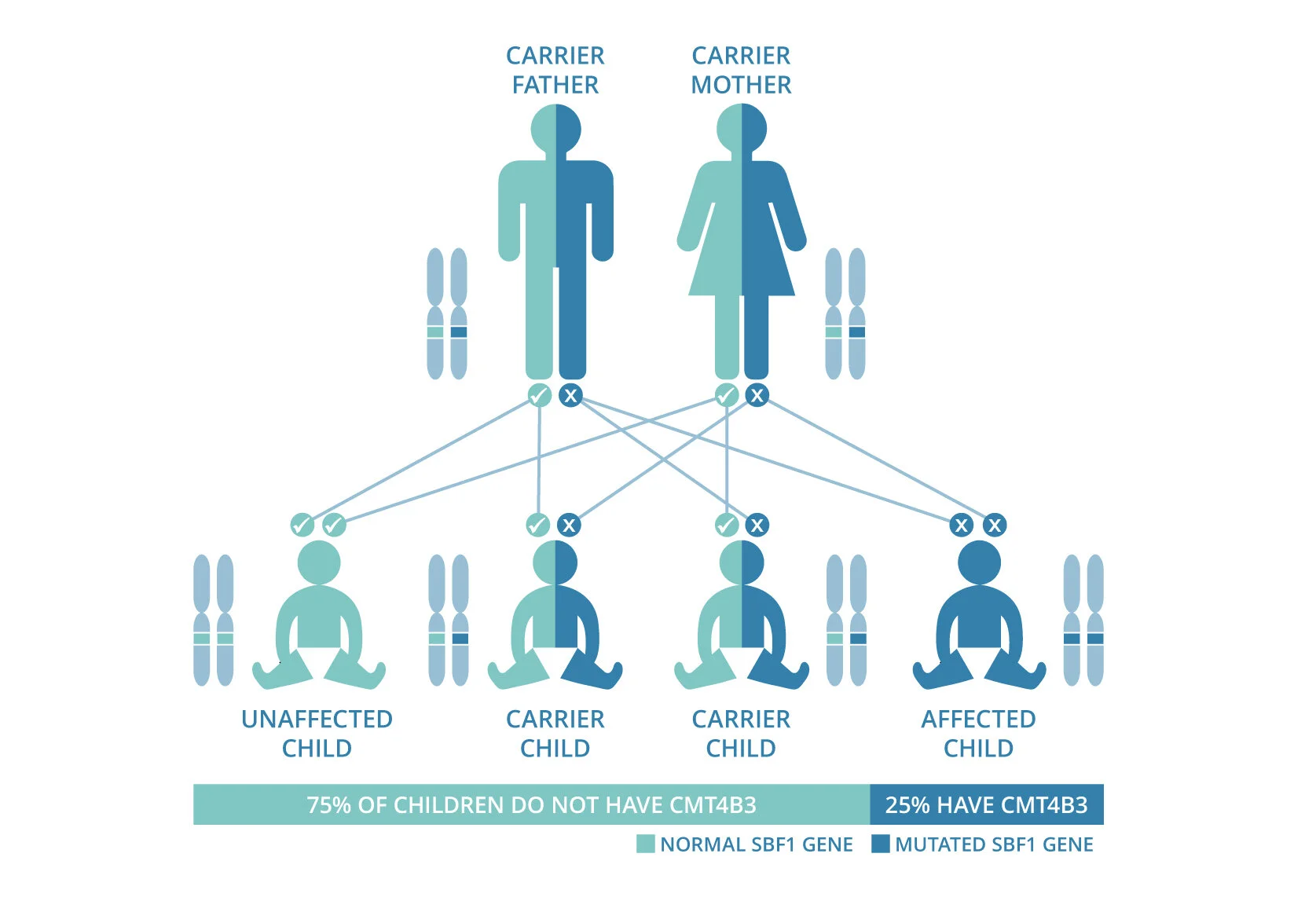Charcot-Marie-Tooth Disease Type 4B3 — CMT4B3 Research Foundation