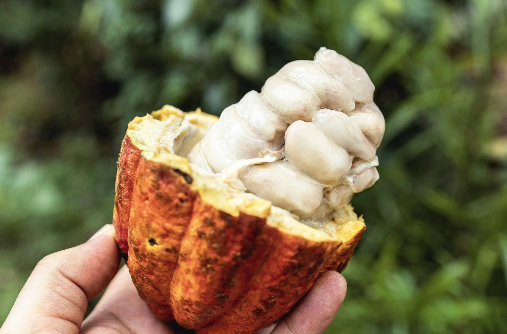 A Guide to Bahia's Cacao Coast: History, Chocolate Farm Tours, &amp; Other Ways to Indulge