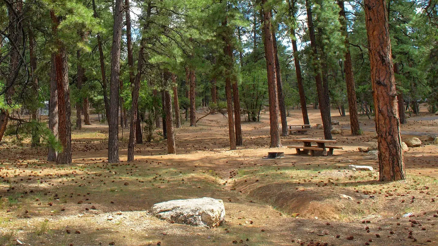campground with pine trees and picnic tables