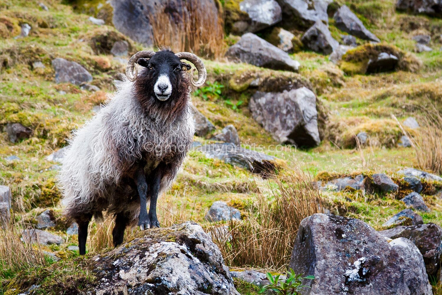 Wild Atlantic Way - GM Quality Prints