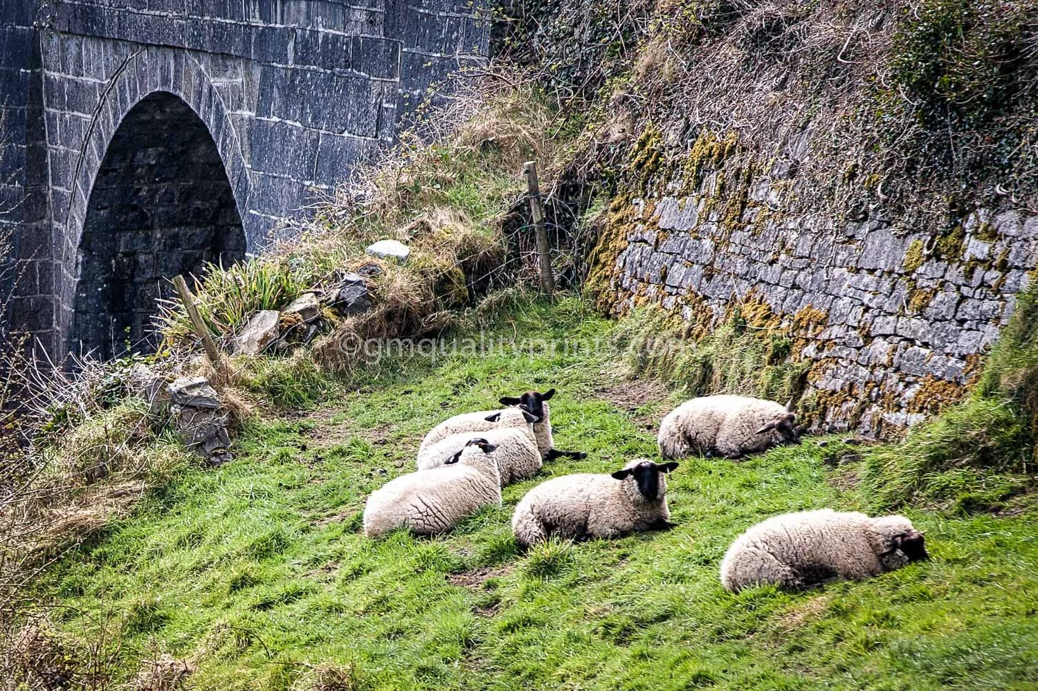 166 west clare sheep (1 of 1).jpg