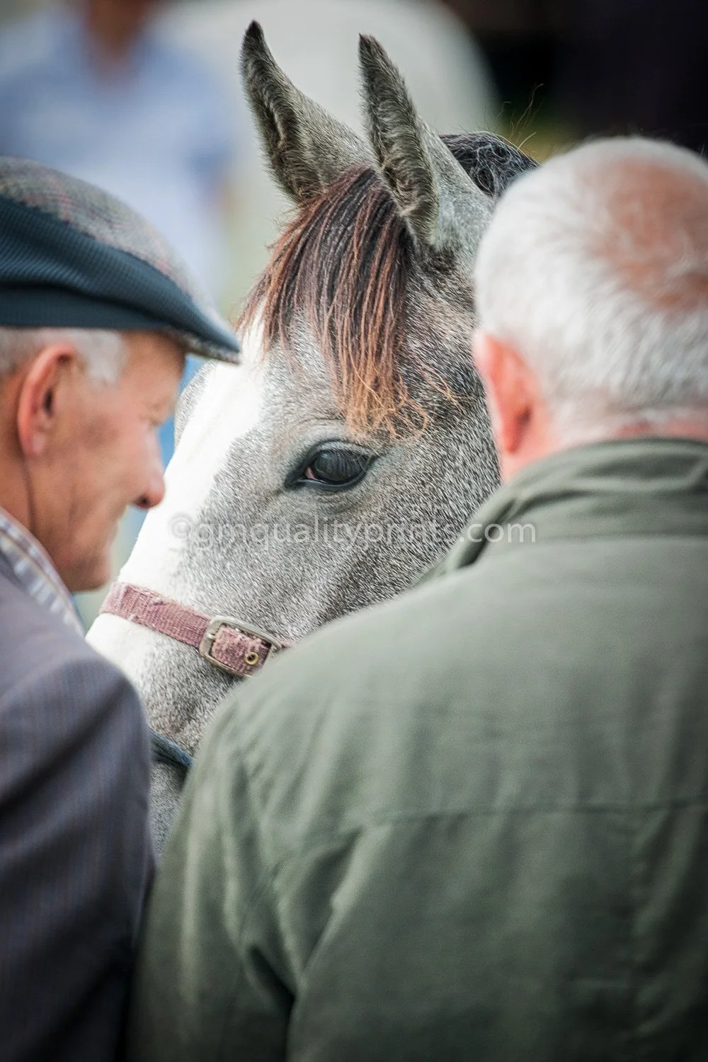083 horse chat ireland (1 of 1).jpg