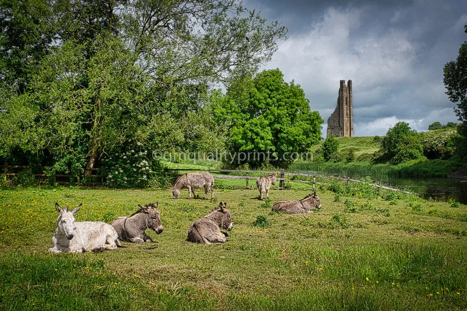 062 Donkeys in field (1 of 1).jpg