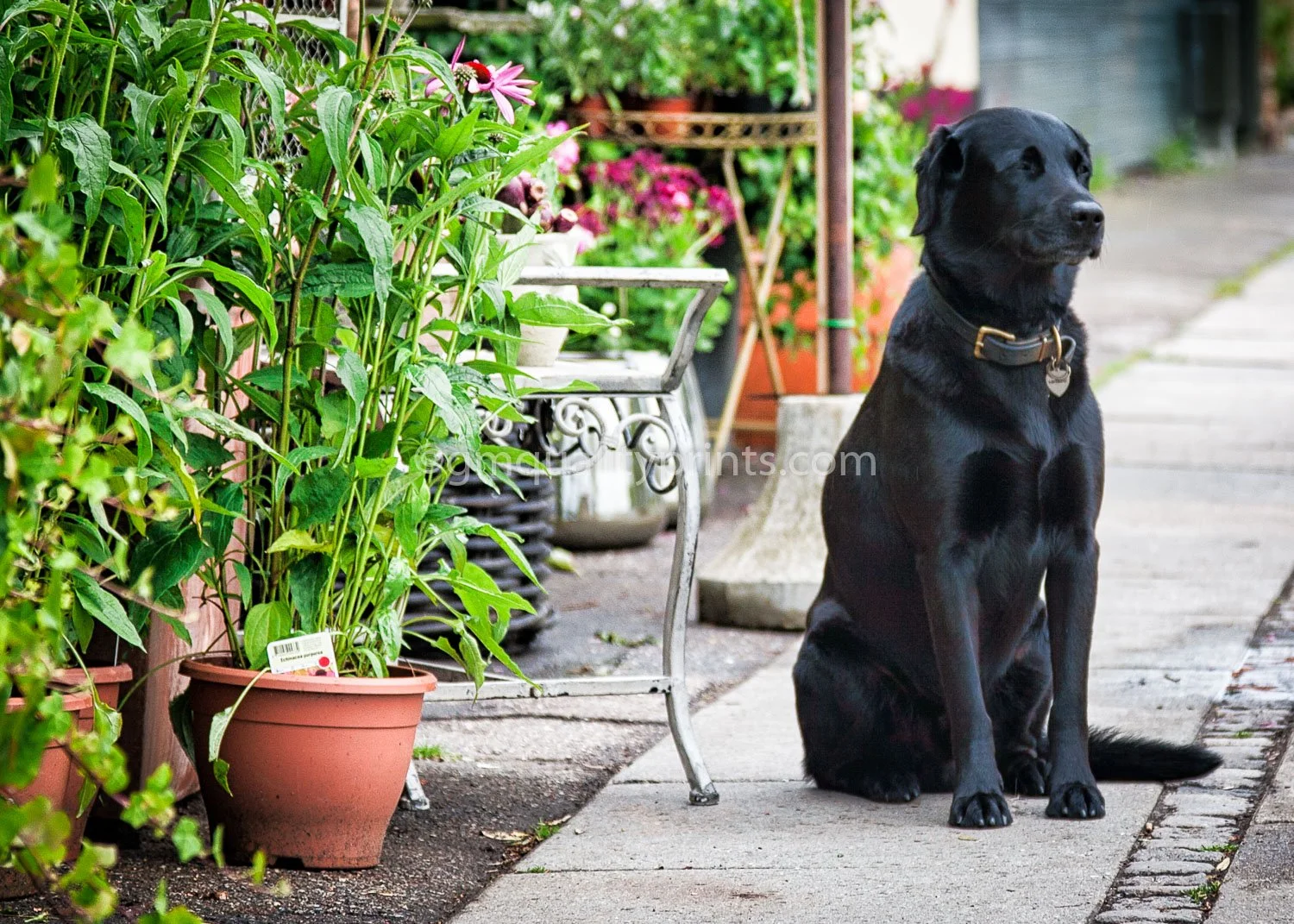 031 waiting patiently (1 of 1).jpg