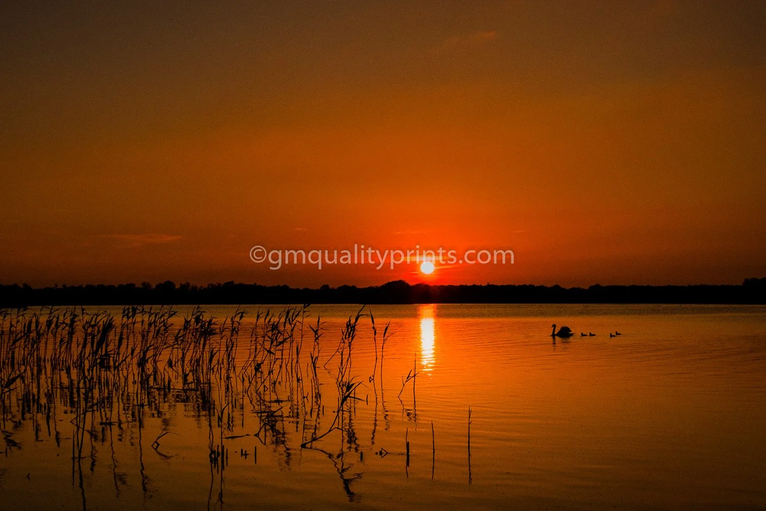 020 swans at sunset (1 of 1).jpg