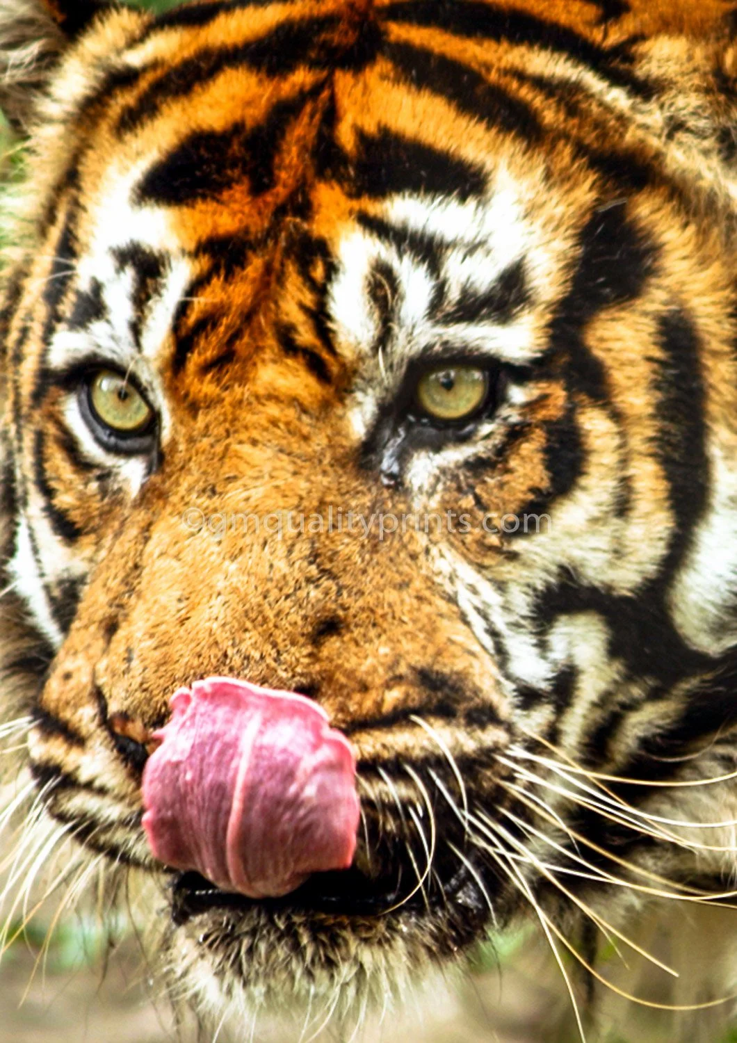 005 cats lick (1 of 1).jpg