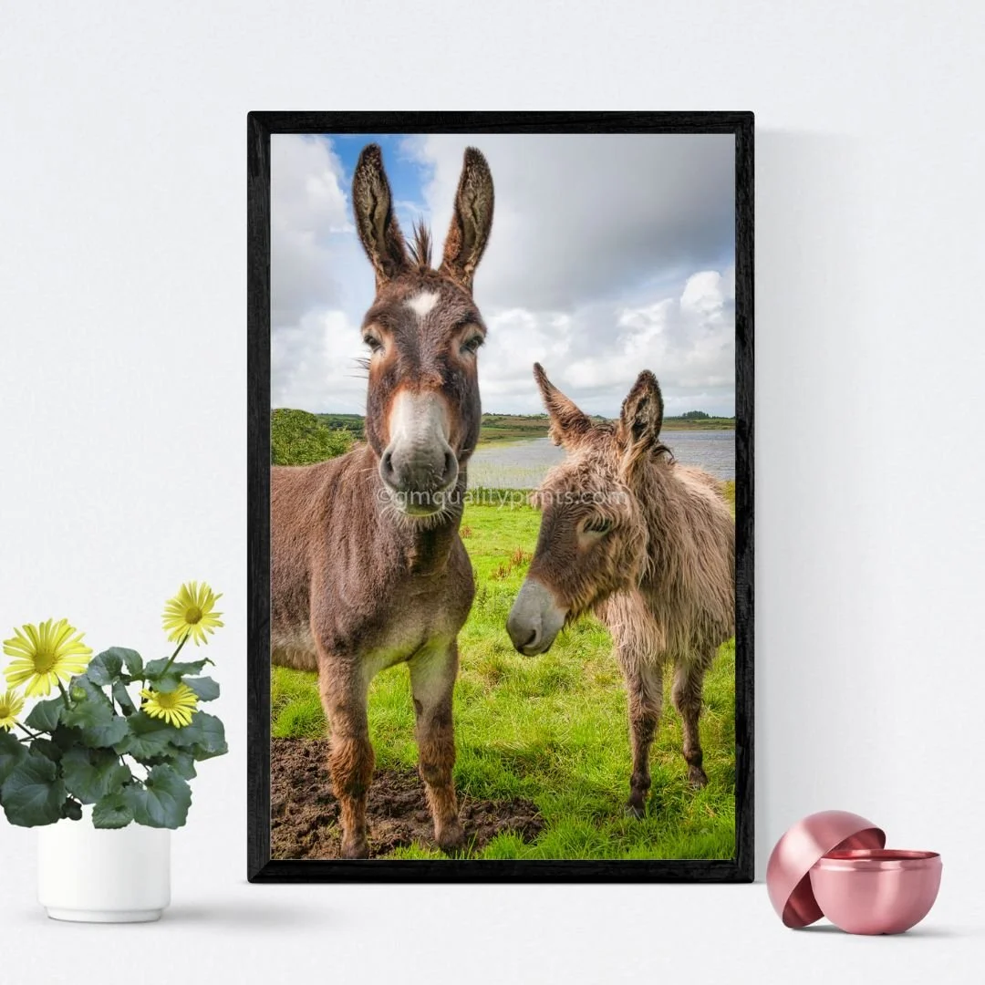 023A  Irish Donkeys Pic.jpg