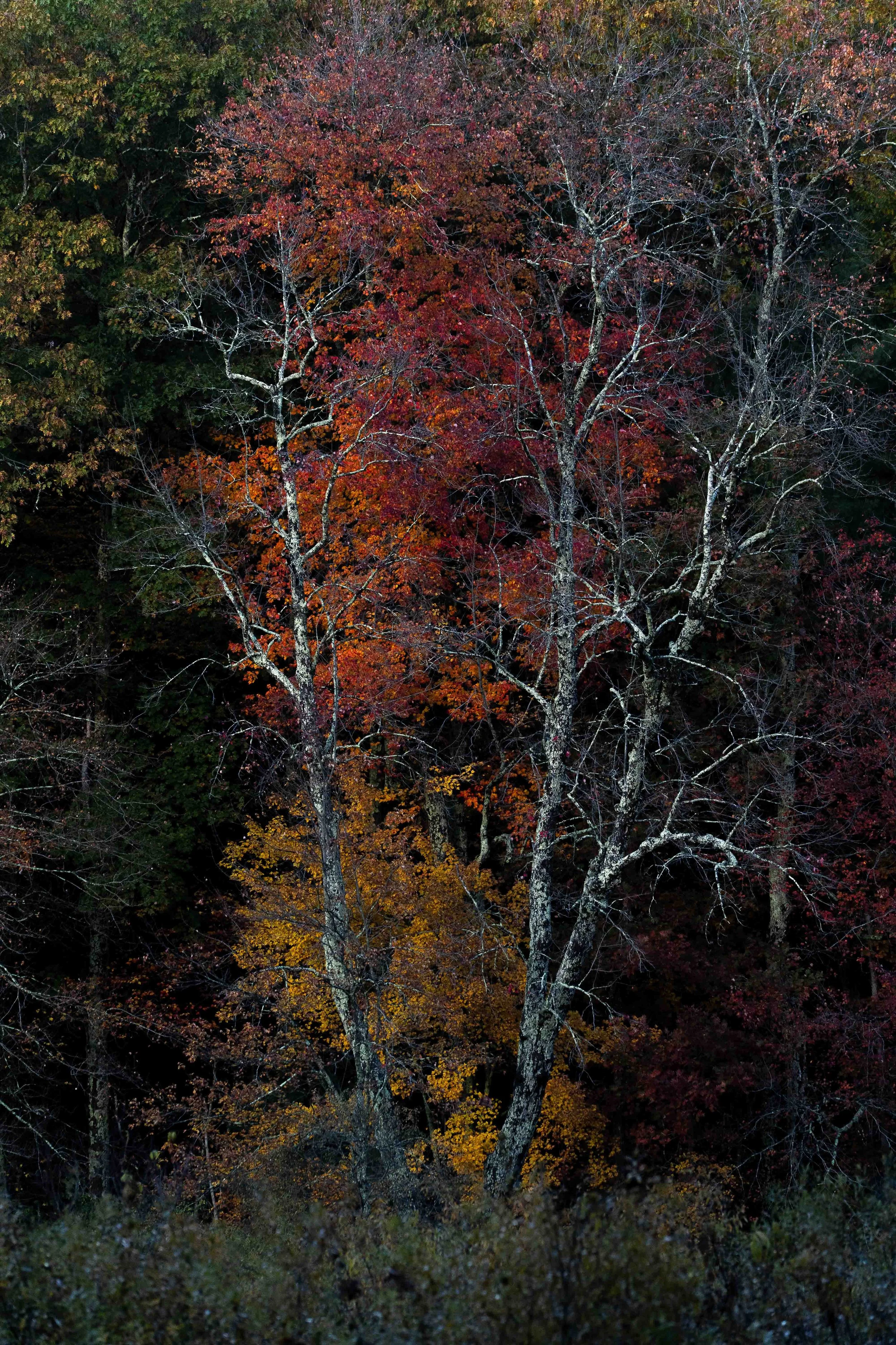 DSC08565.jpg