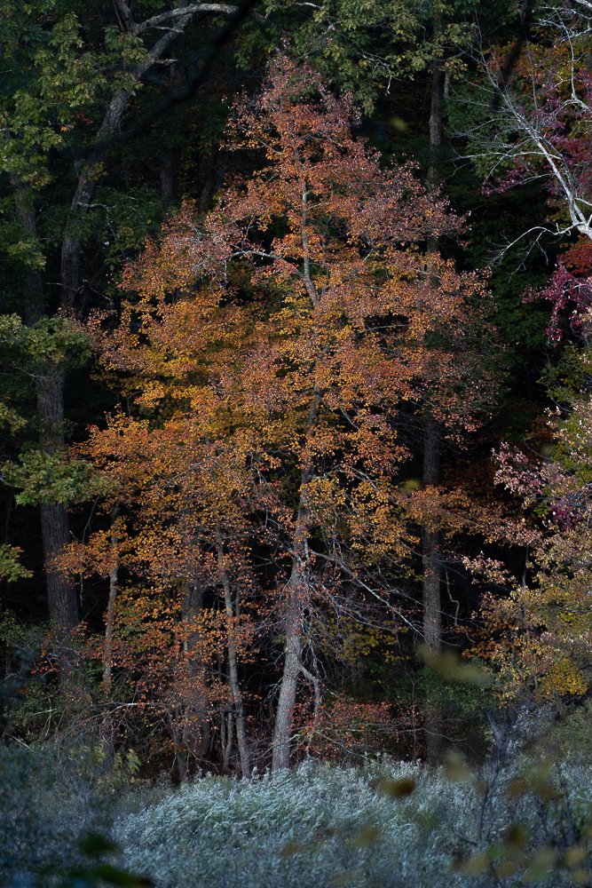 DSC08461.jpg