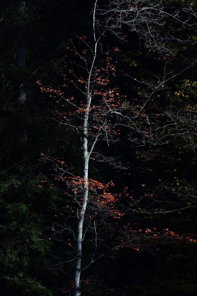 DSC08513-2.jpg