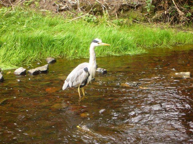 The Heron by Kim Traynor, copyright licensed for reuse under the Creative Commons Attribution-ShareAlike 2.0 license.