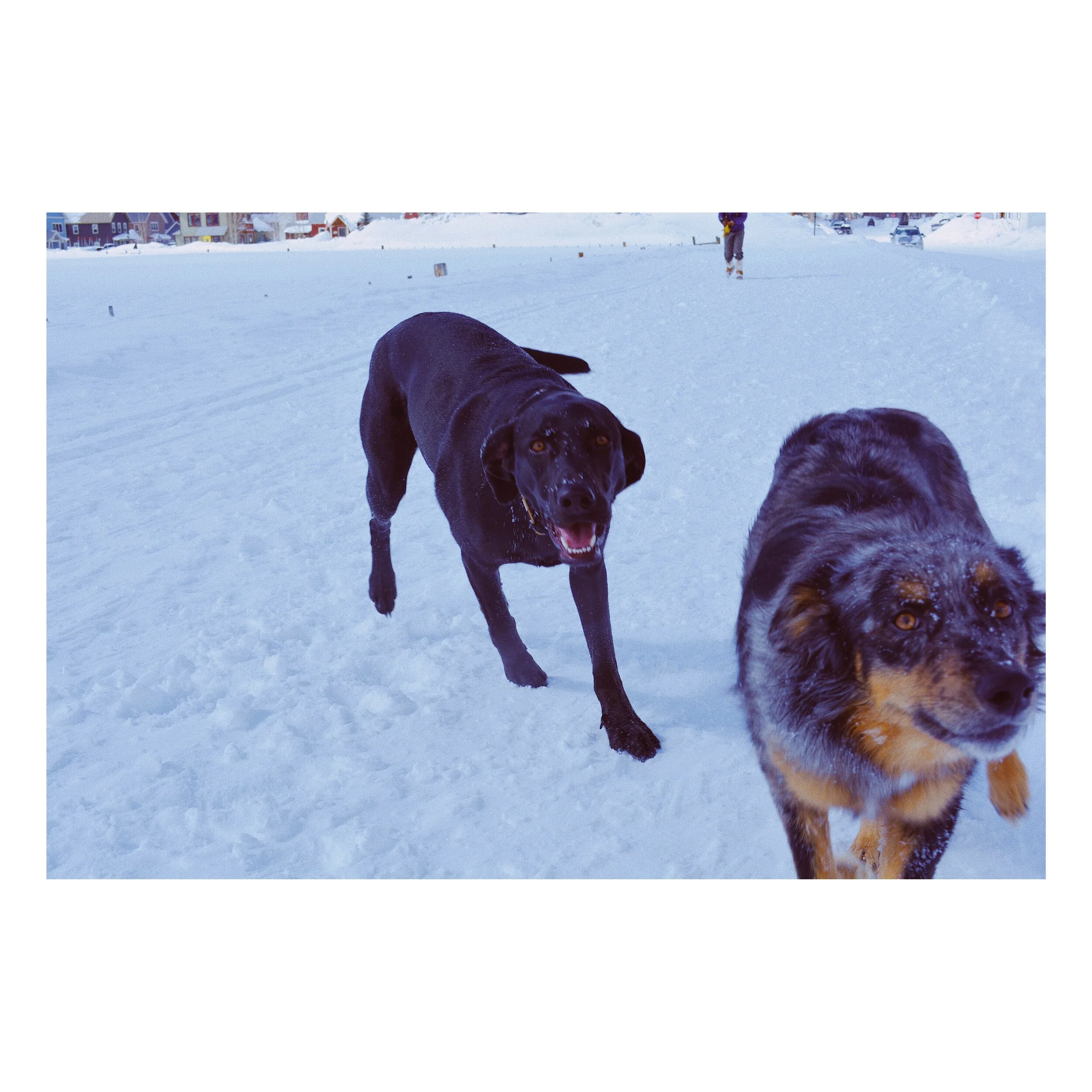 colorado dogs 