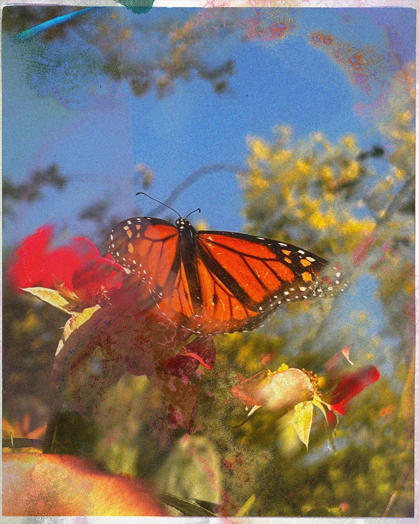 fleeting ✨ photography / digital collage / analog overlay / photoshop