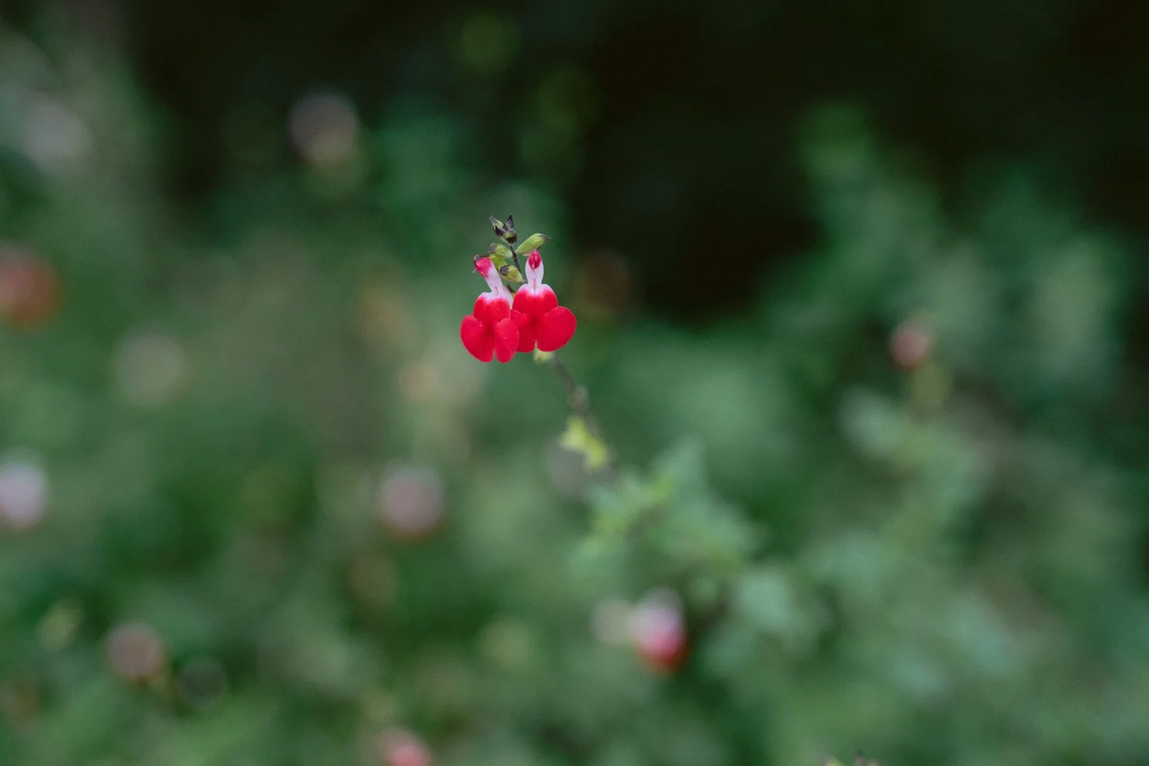 Intimate_Nikaah_Photography_los_gatos-144.jpg