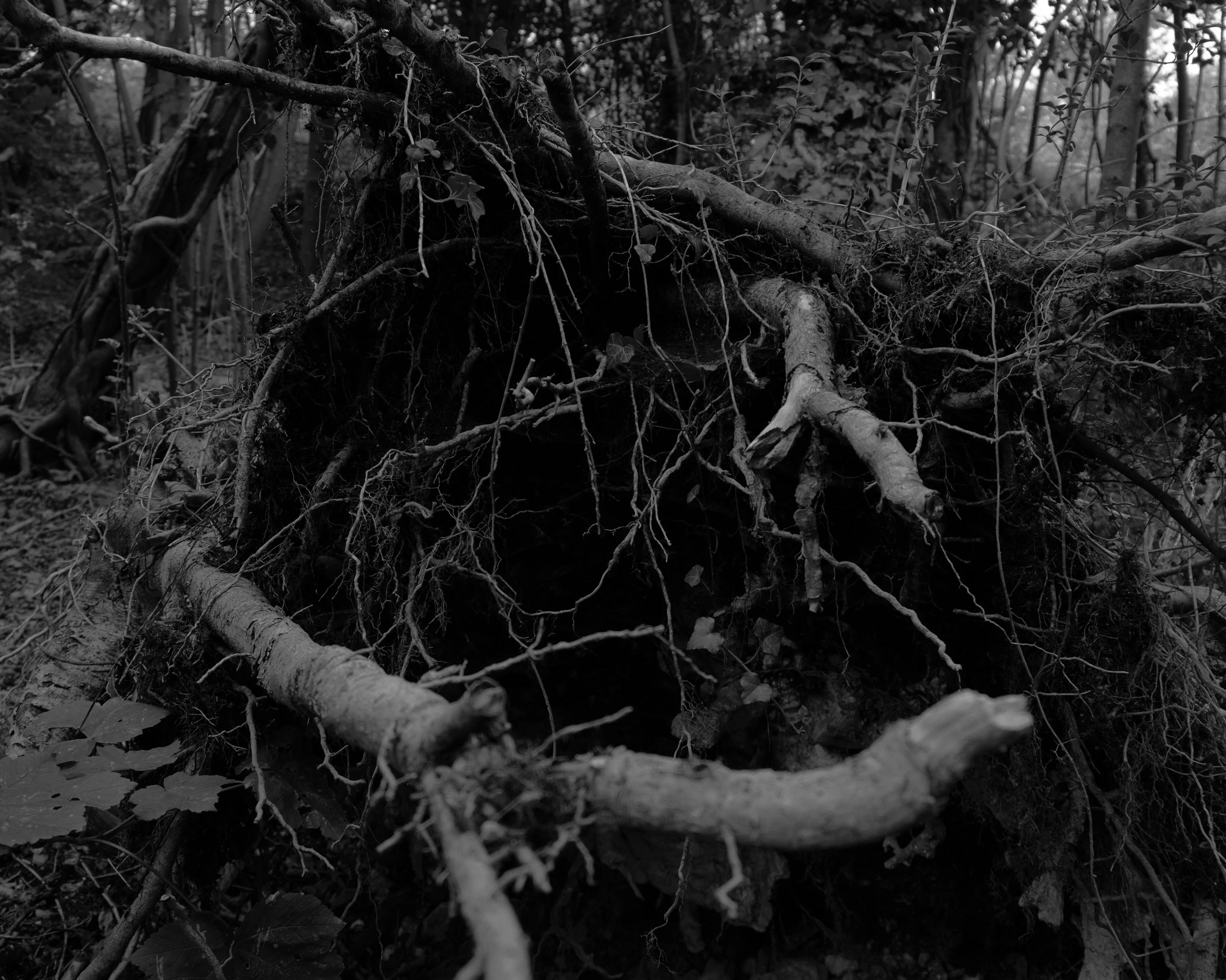 DSCF0566-2.jpg