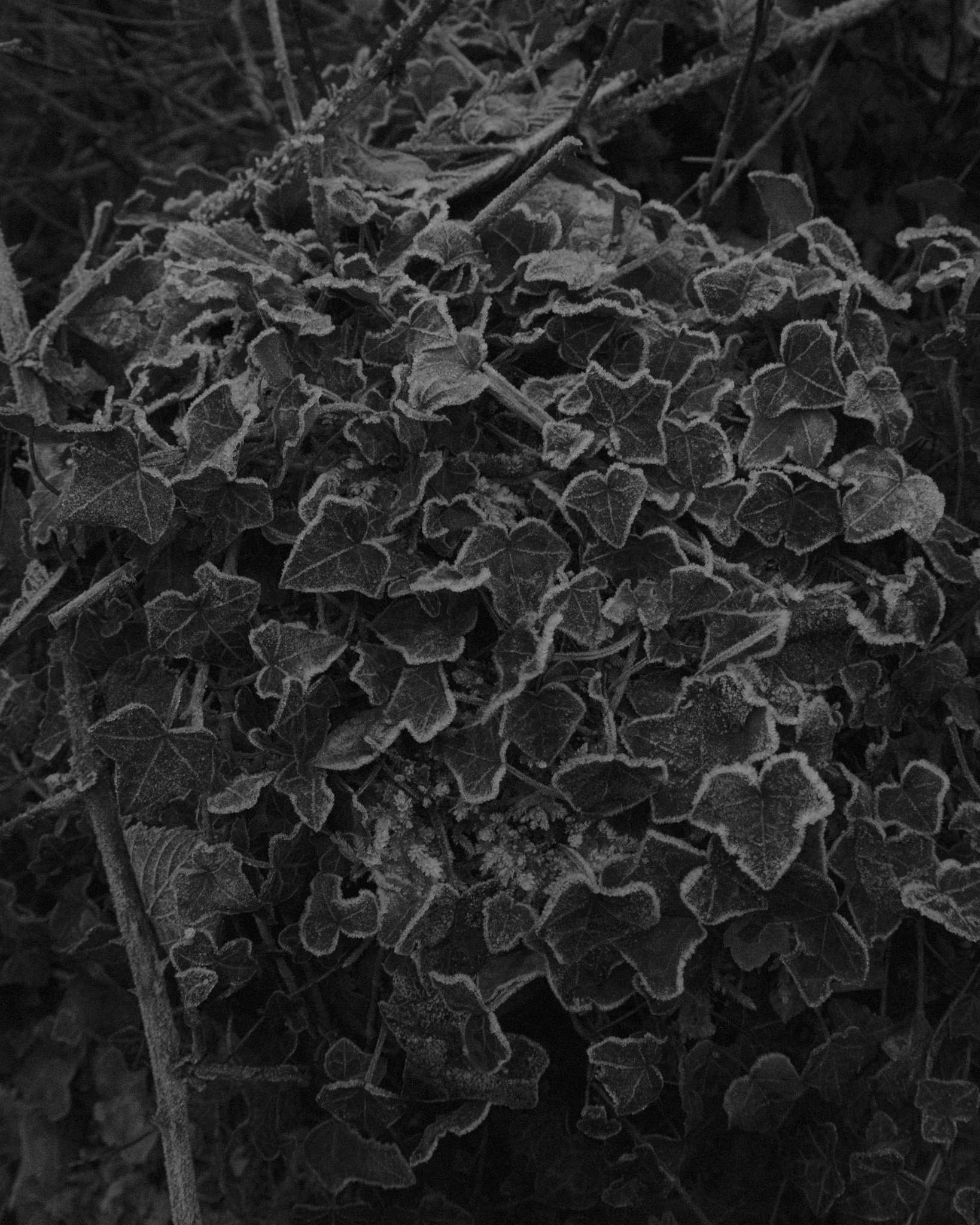 DSCF4660.jpg