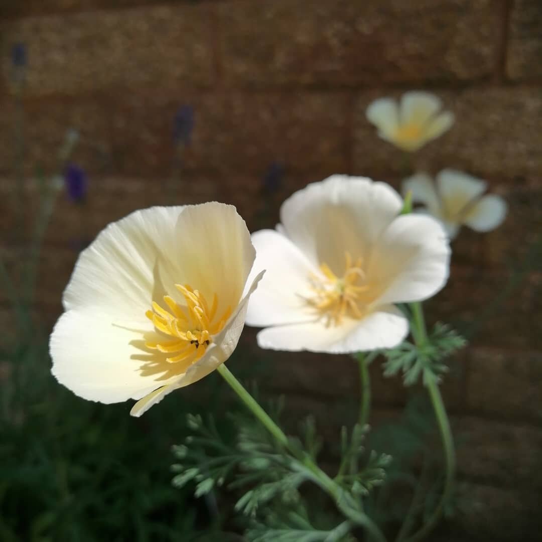 From tiny seeds grew.... These stunning ivory poppies.

As the yogis from @flexibleoptions continue with their community garden, I'm so glad I can mirror their success!

When anything is nurtured it can blossom with amazing results.

🌸Lisa

#ivorywe