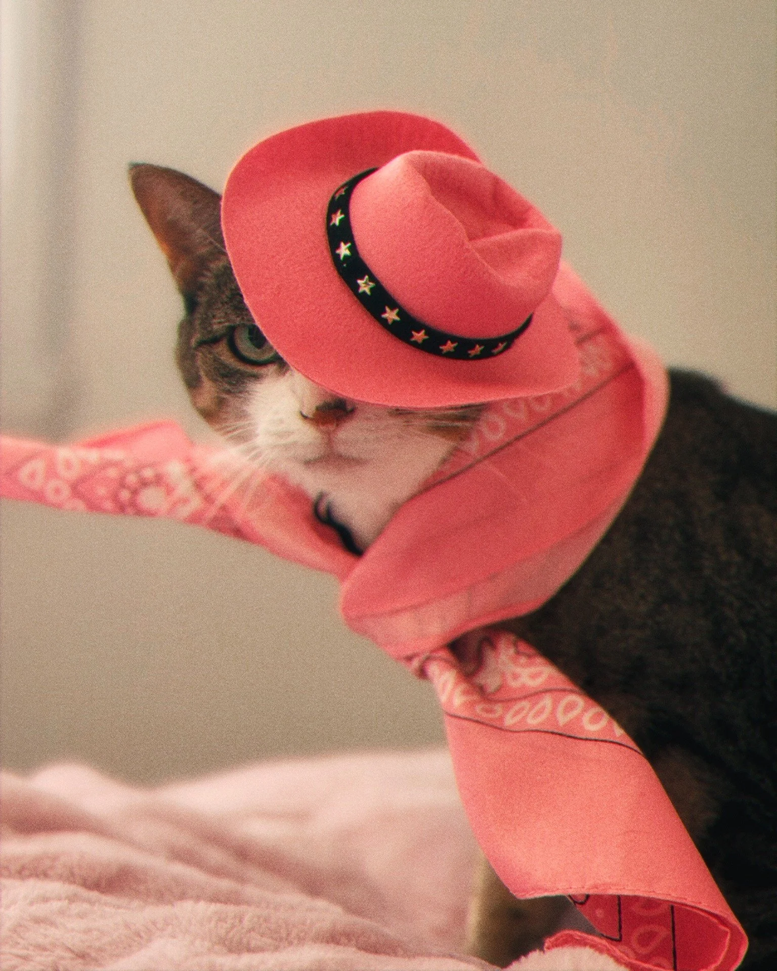 Yiiiiiii-haaaaa! 🤠 Biscuit vous souhaite la bienvenue au Pink Biscuit Club. Au menu : danse en ligne jusqu'au bout de la nuit, bouffe &agrave; volont&eacute; et v&ecirc;tements roses obligatoires. C'est elle qui d&eacute;cide, c'est son club 🩷 🎀

