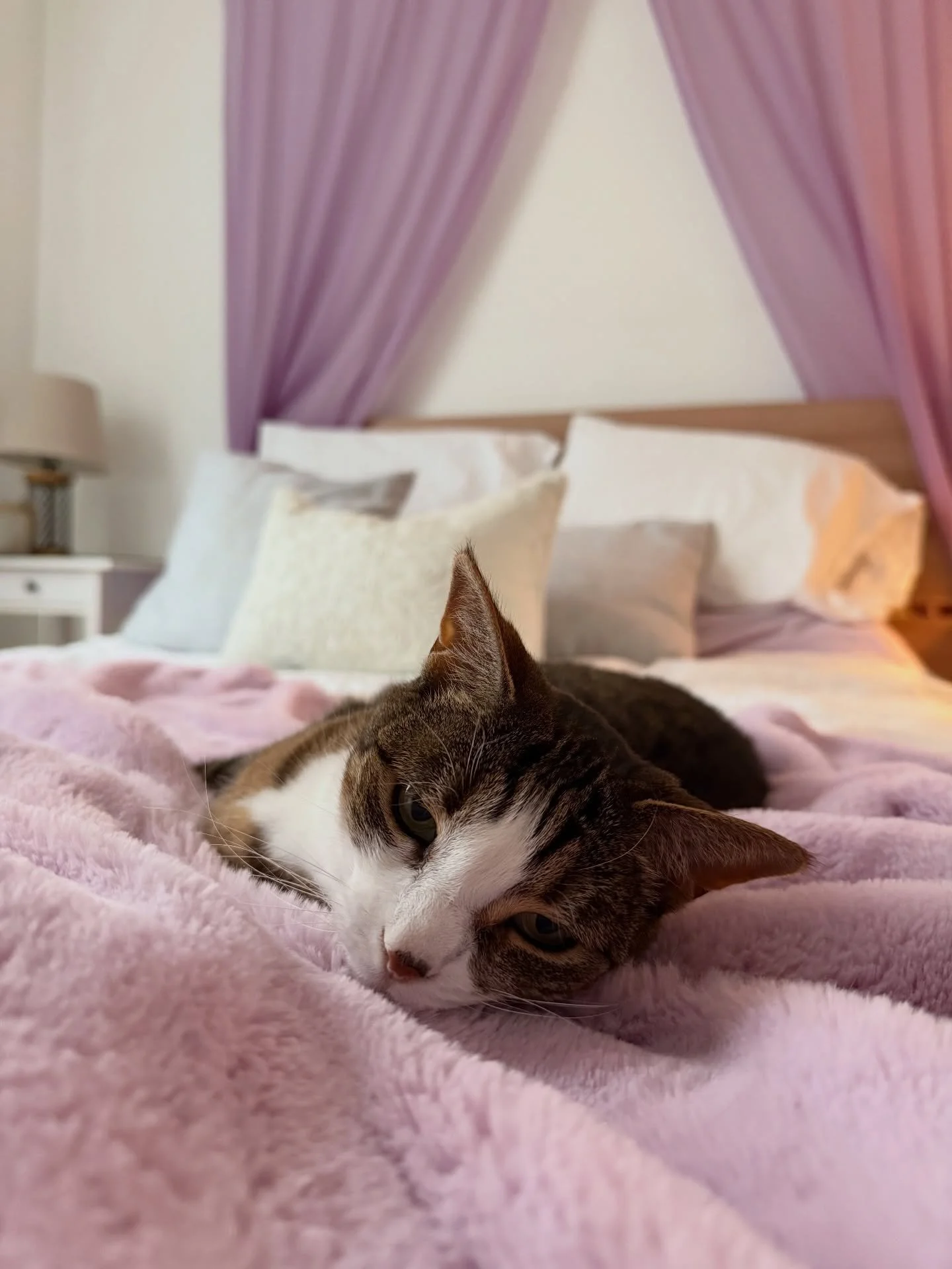 13 ans pour ma b&ecirc;te f&eacute;roce ❤️&zwj;🔥 13 ans depuis que j&rsquo;ai investi le meilleur 39,99$ de ma vie pour ramener c&rsquo;te petite betterave &agrave; la maison. Litt&eacute;ralement le meilleur chat du monde entier : la plus charmante