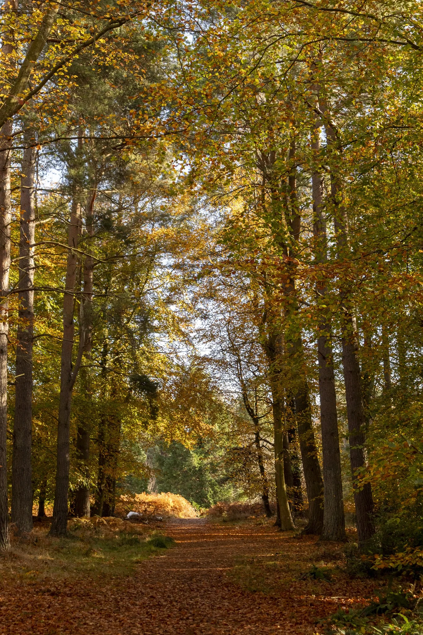 Binning Wood Oct 24_119.jpg