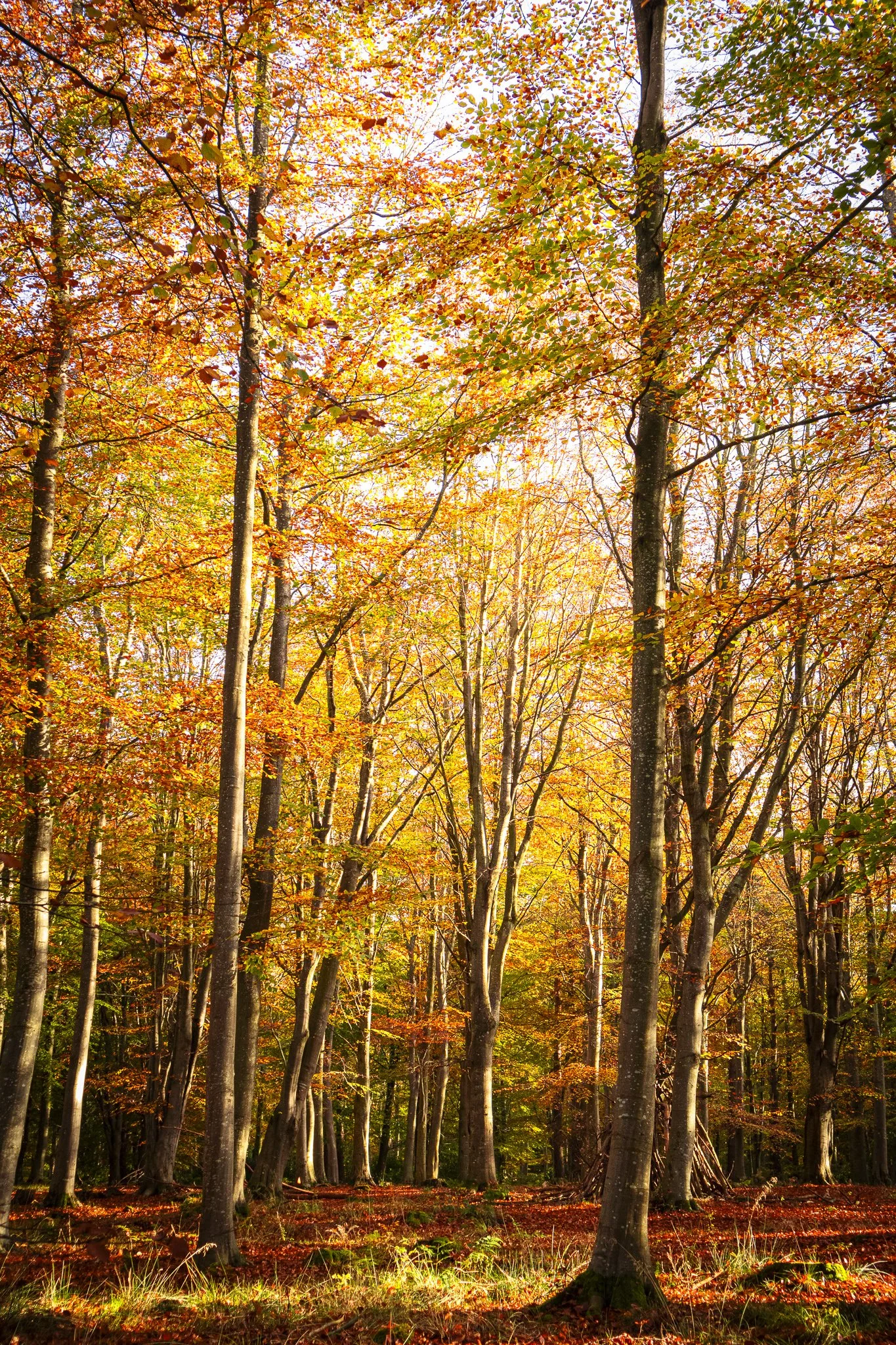 Binning Wood Oct 24_13.jpg