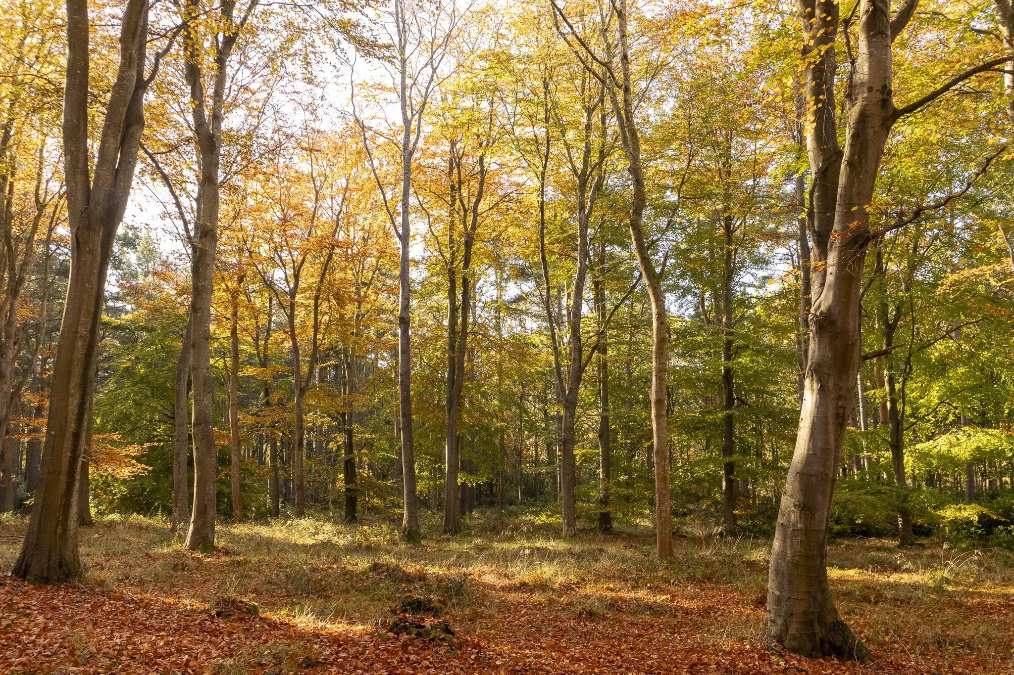 Binning Wood Oct 24_27.jpg