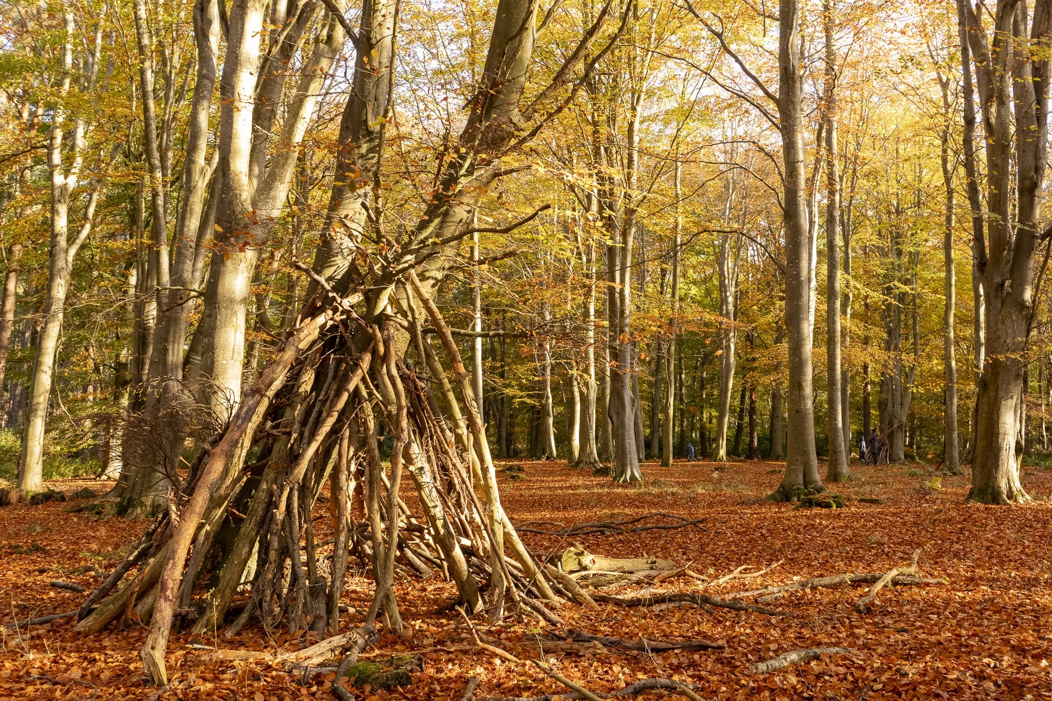Binning Wood Oct 24_20.jpg