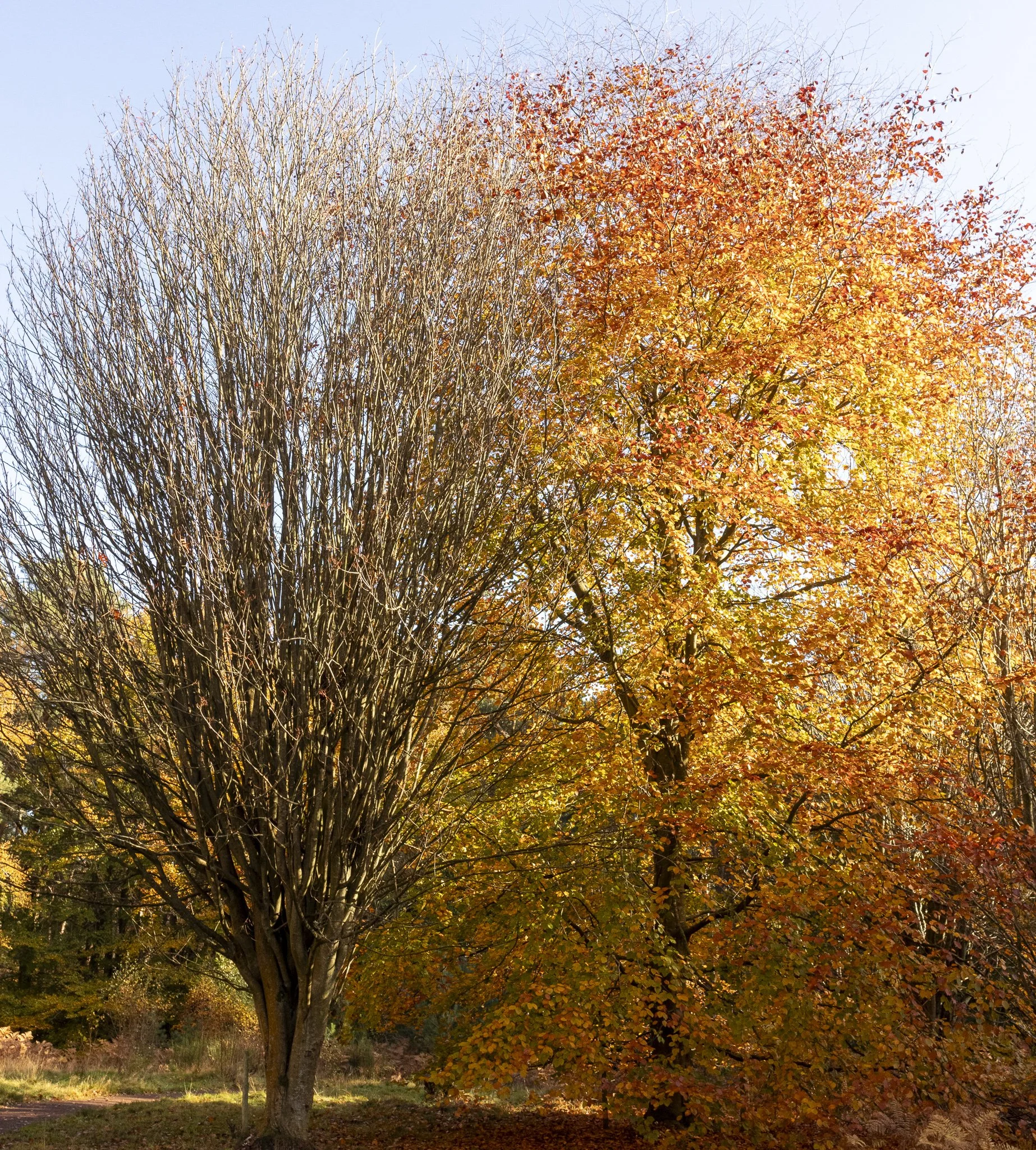 Binning Wood Oct 24_112.jpg